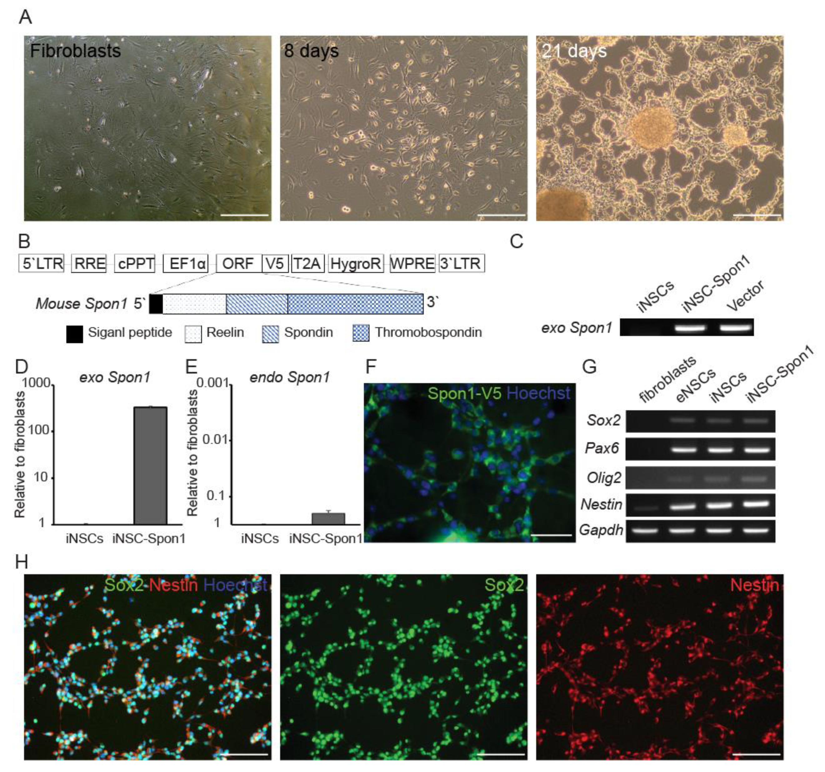 Cells 09 01275 g001 Cells 09 01275 g001