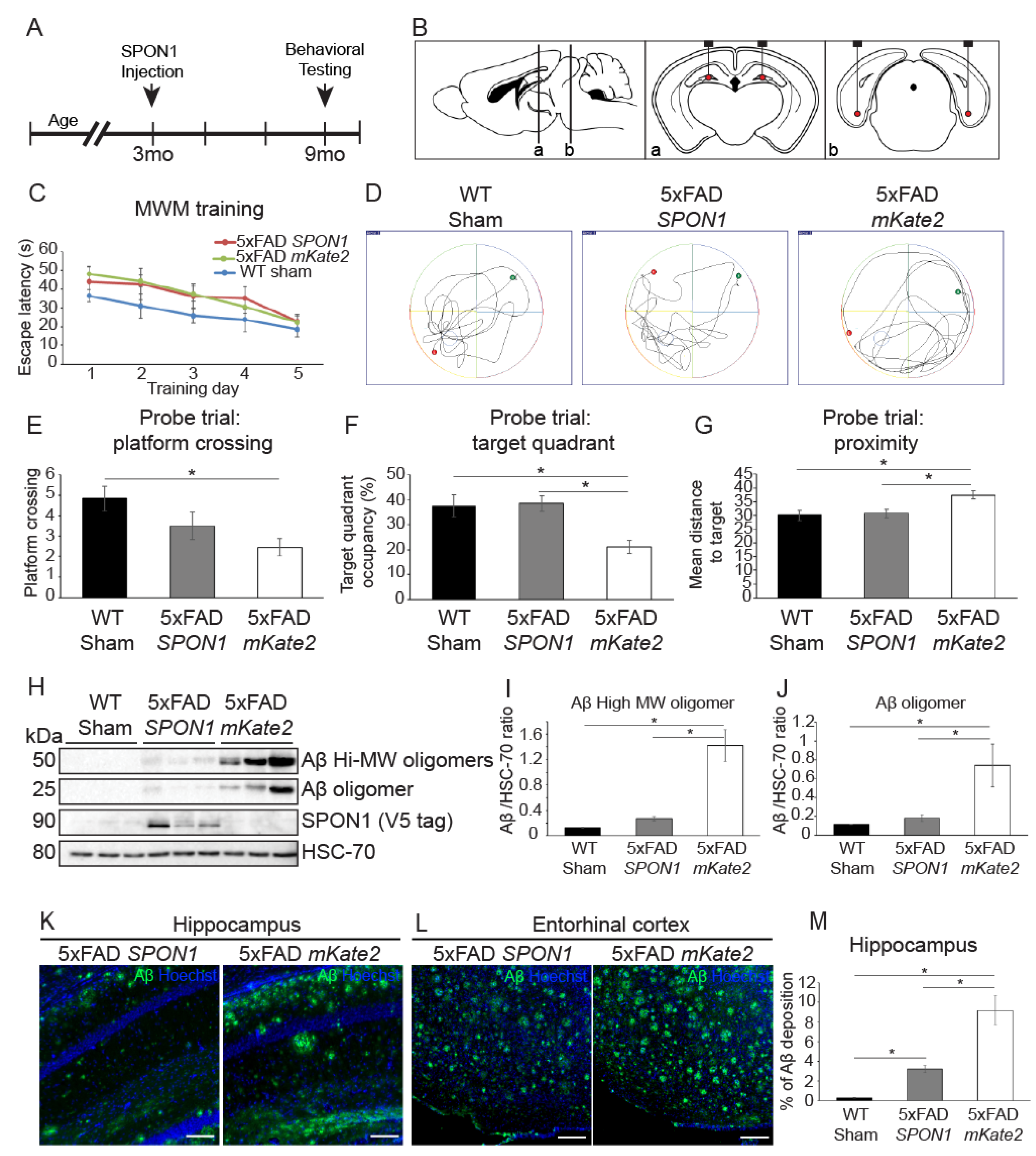 Cells 09 01275 g004 Cells 09 01275 g004