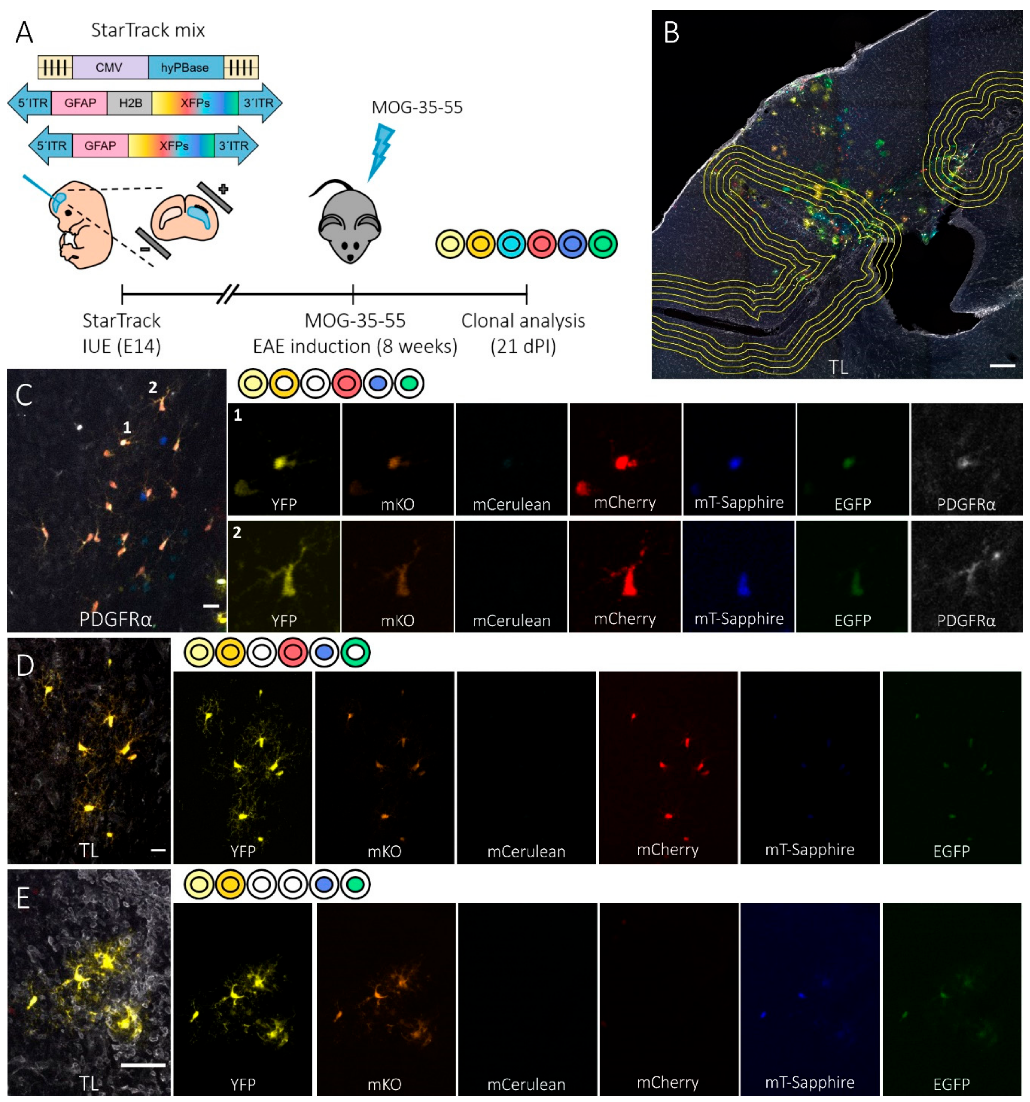 Cells 09 01279 g001 Cells 09 01279 g001