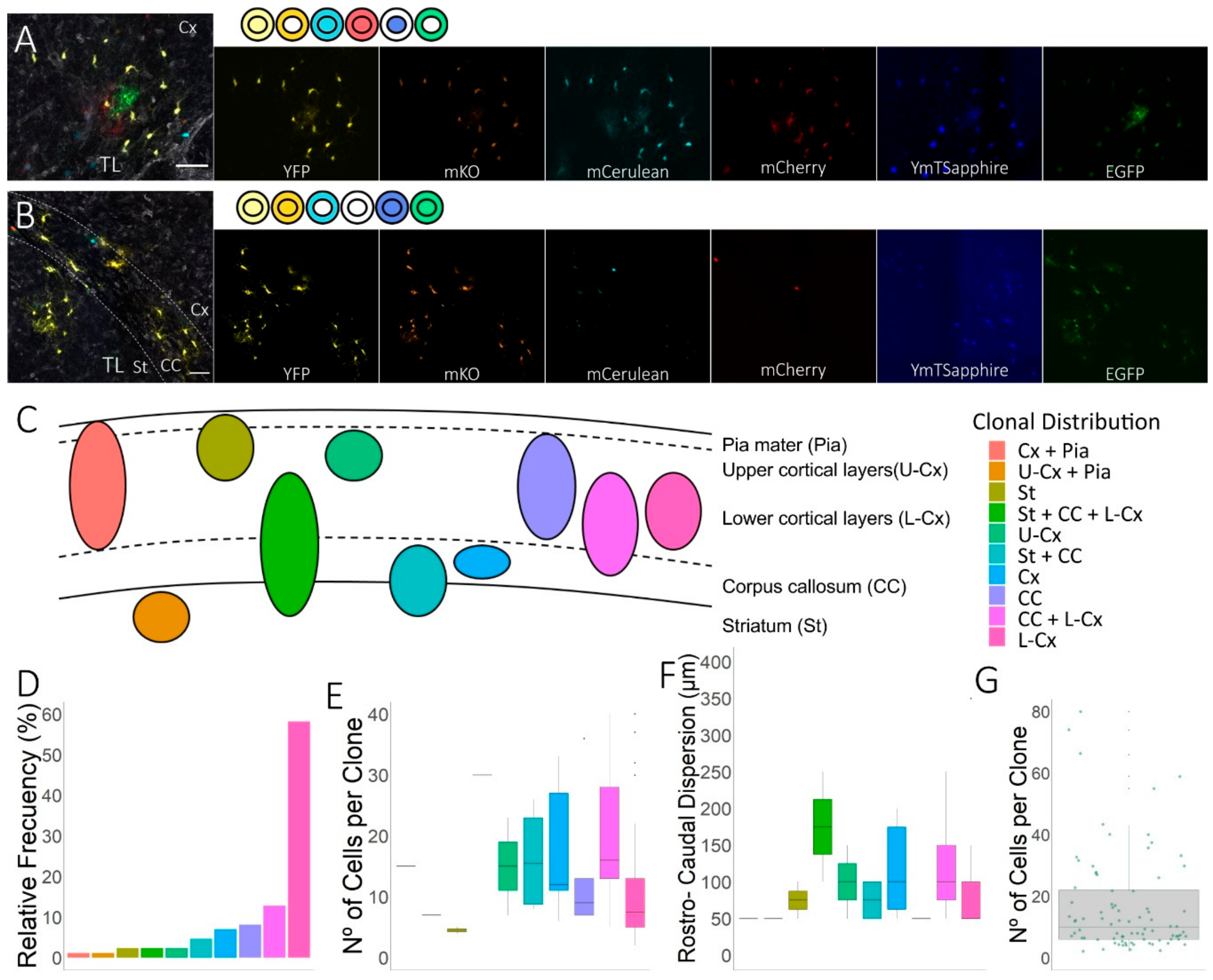 Cells 09 01279 g002 Cells 09 01279 g002