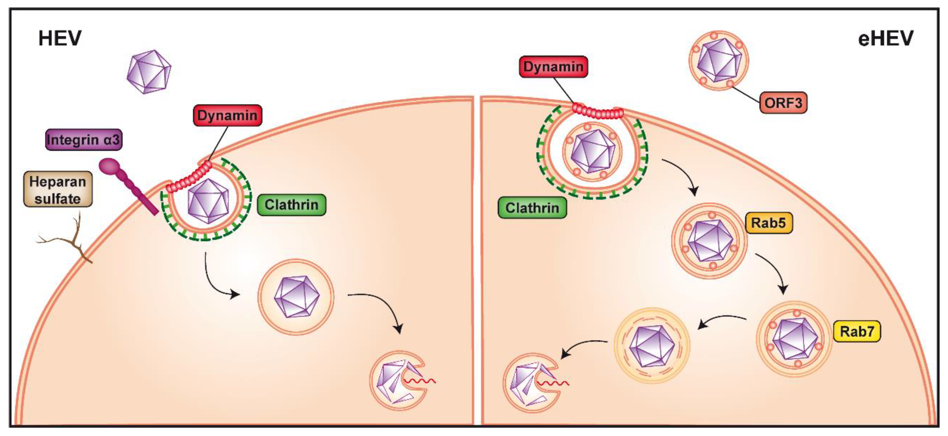 Cells 09 01294 g002 Cells 09 01294 g002