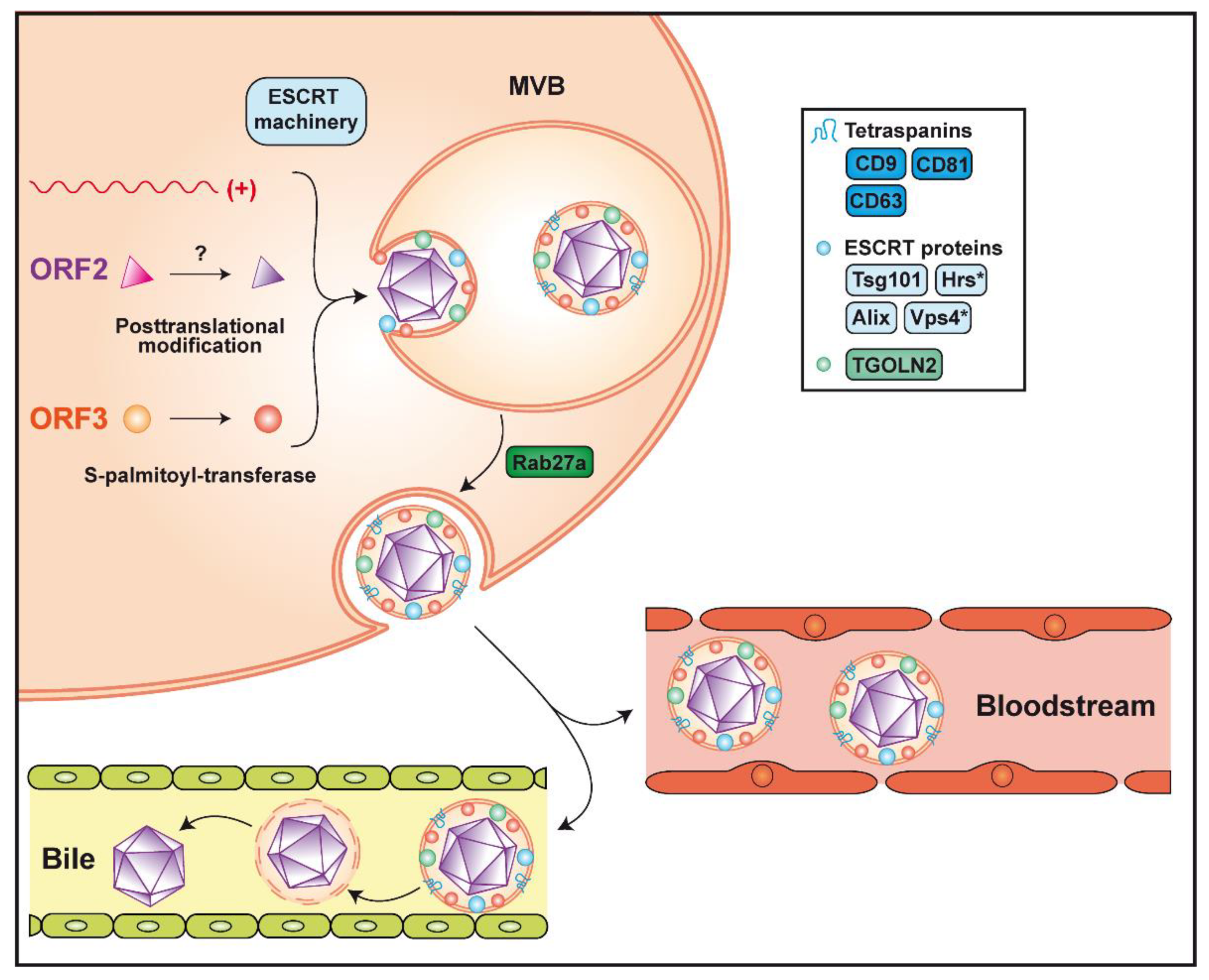 Cells 09 01294 g003 Cells 09 01294 g003