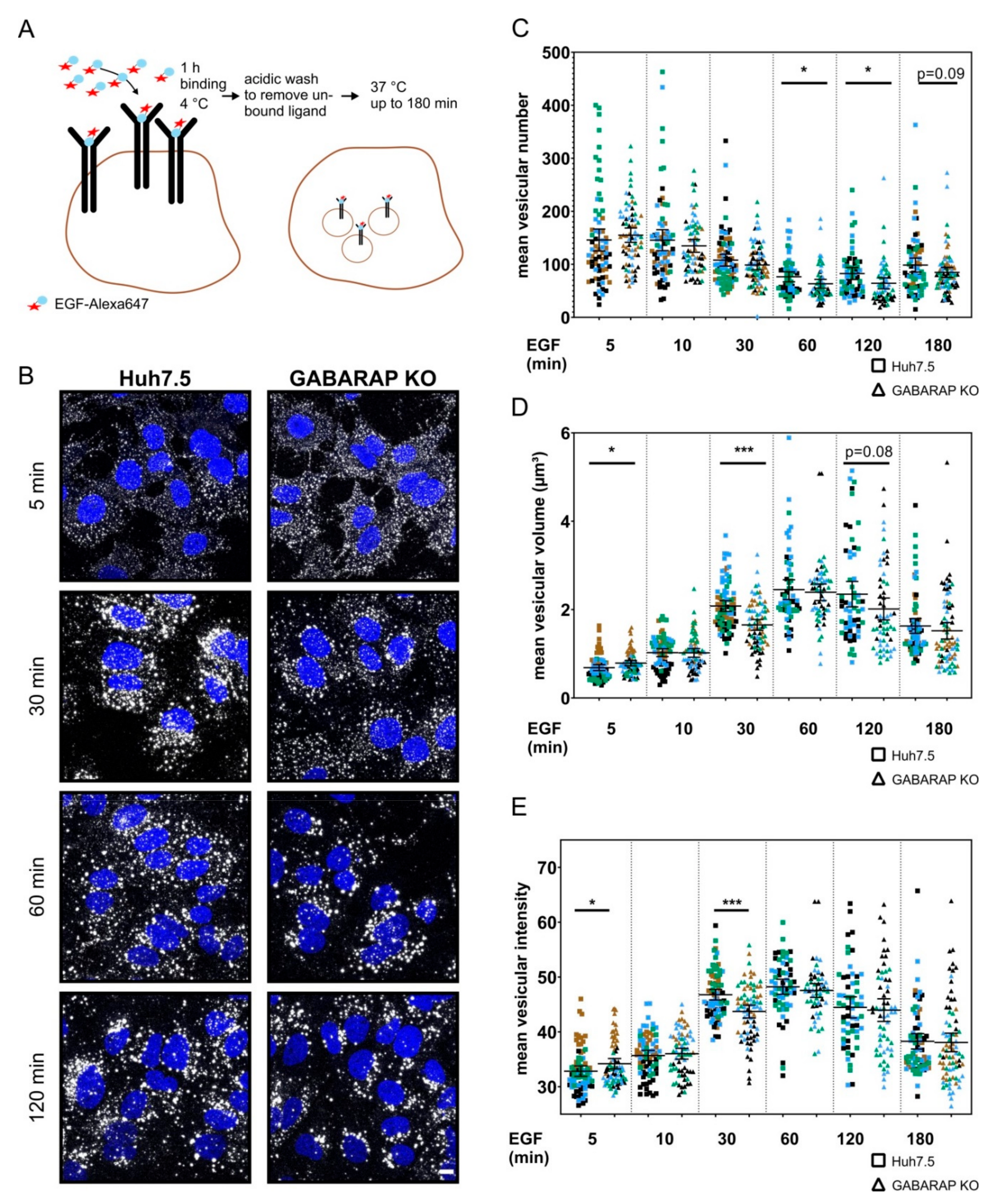 Cells 09 01296 g005 Cells 09 01296 g005