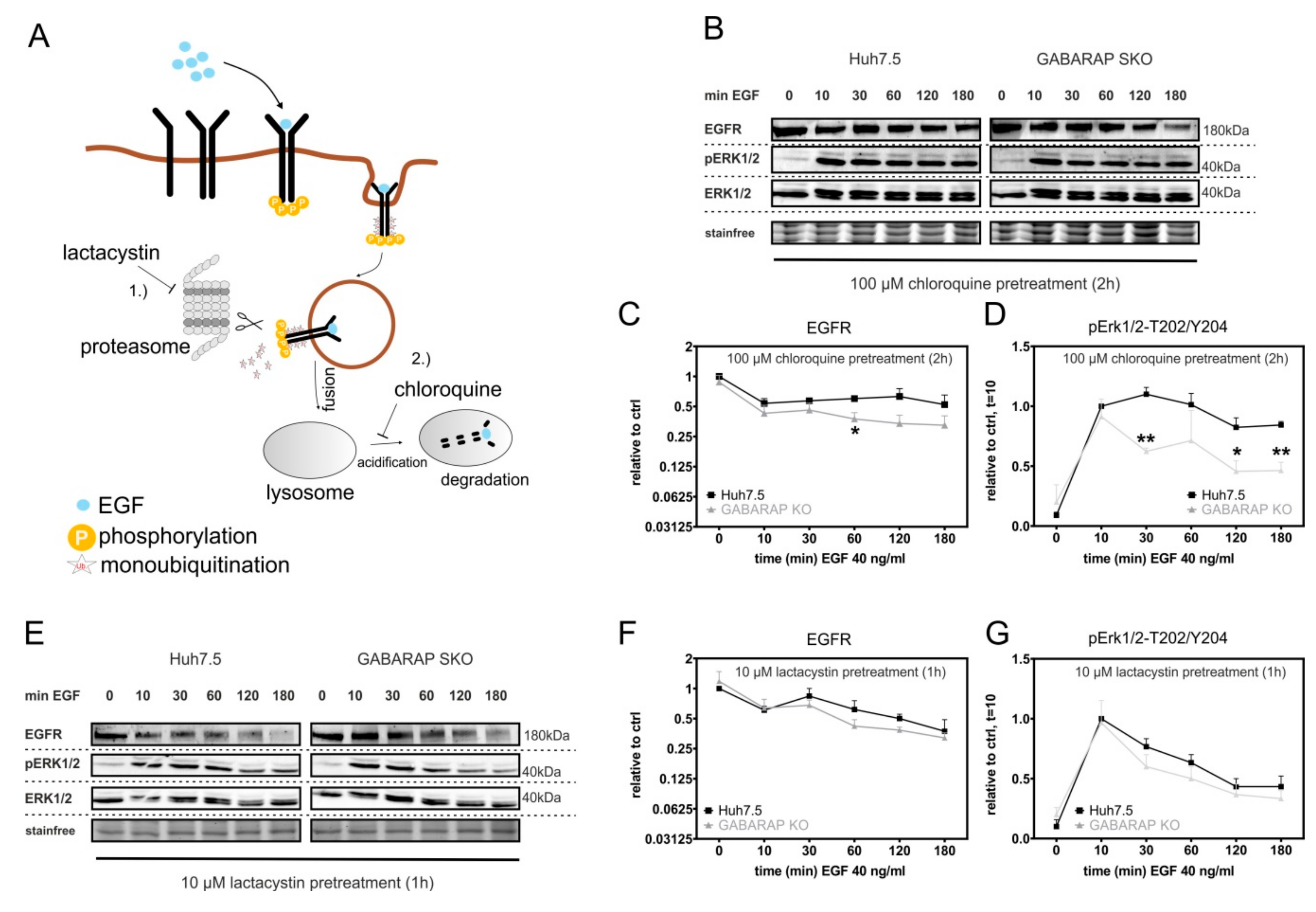Cells 09 01296 g006 Cells 09 01296 g006