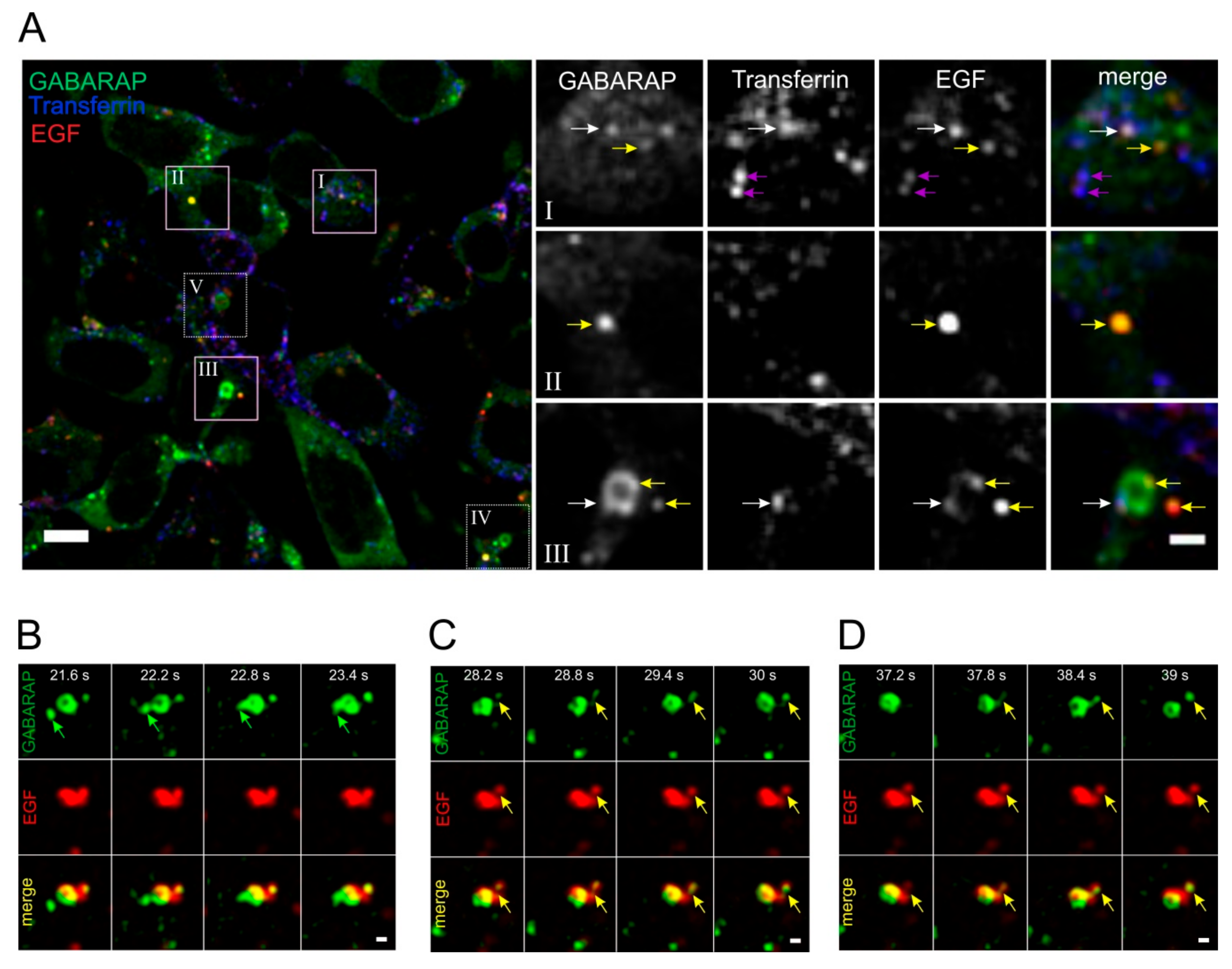Cells 09 01296 g007 Cells 09 01296 g007