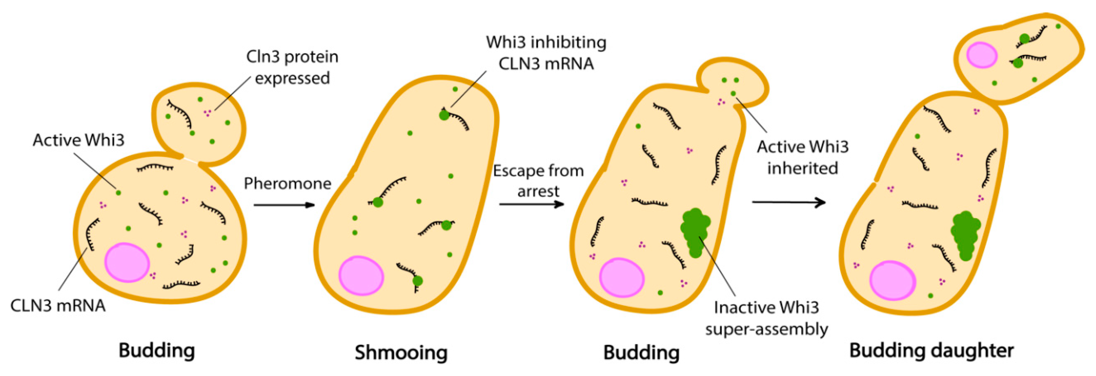 Cells 09 01302 g003