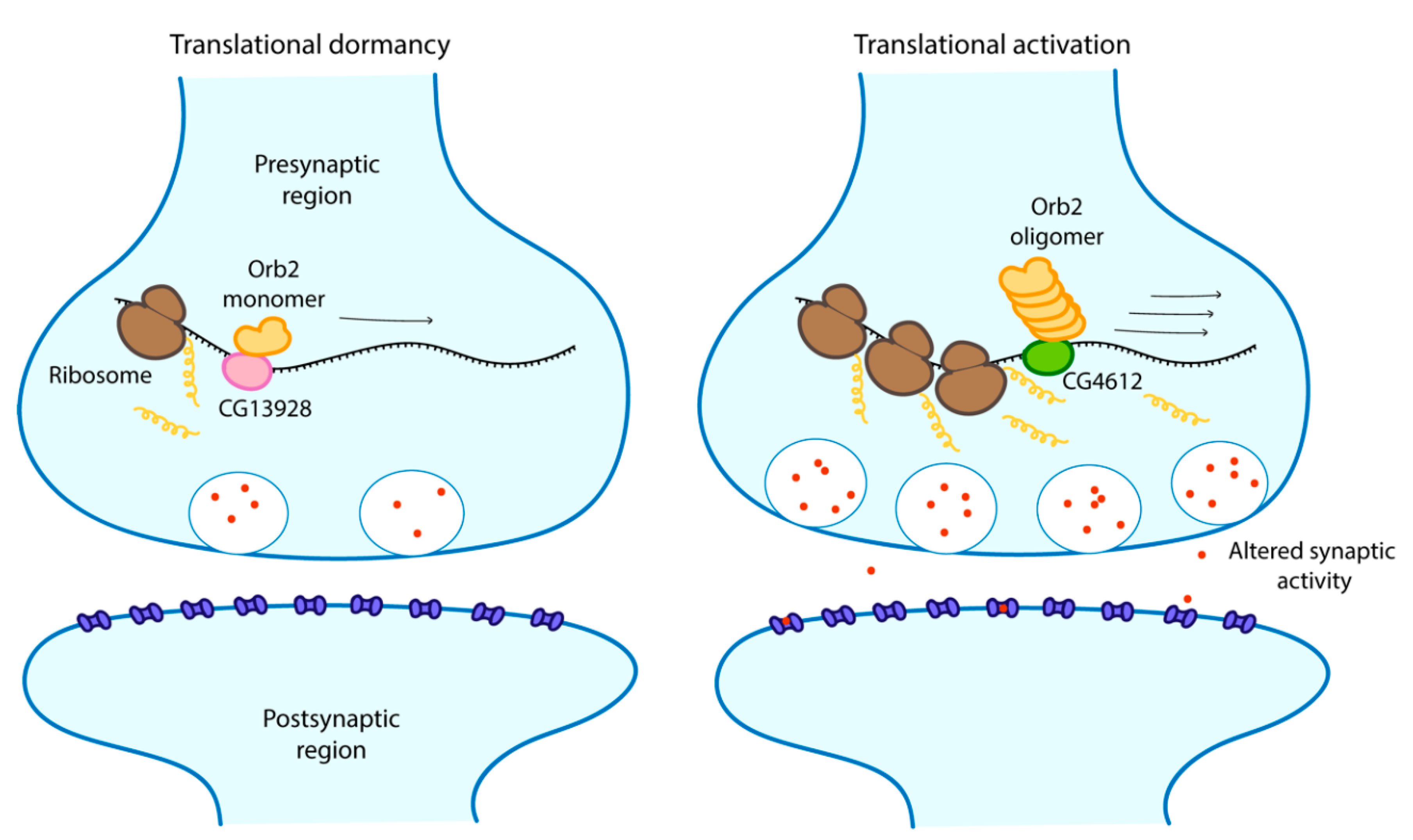 Cells 09 01302 g004