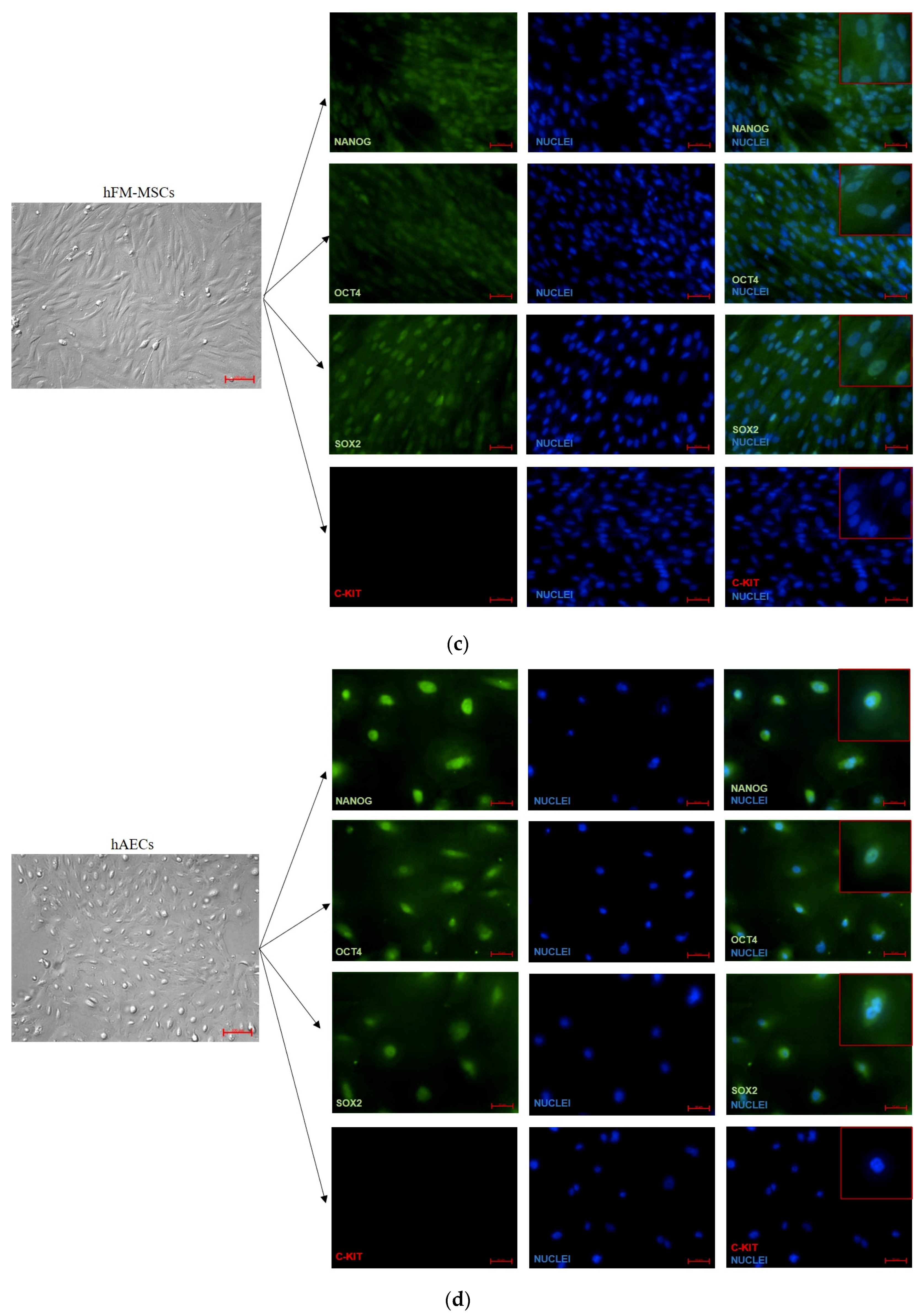 Cells 09 01304 g004b Cells 09 01304 g004b