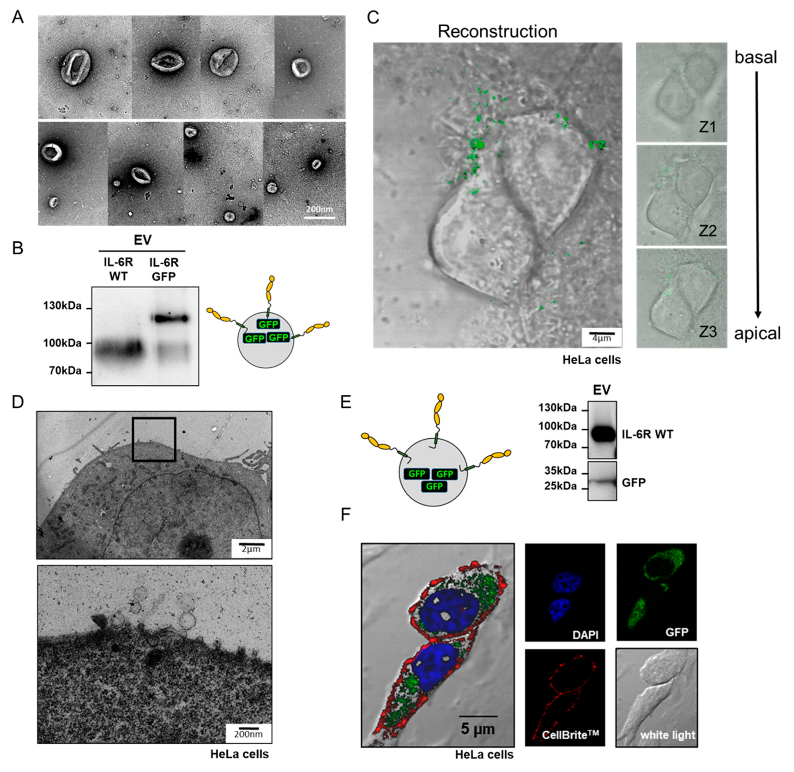 Cells 09 01307 g002 Cells 09 01307 g002