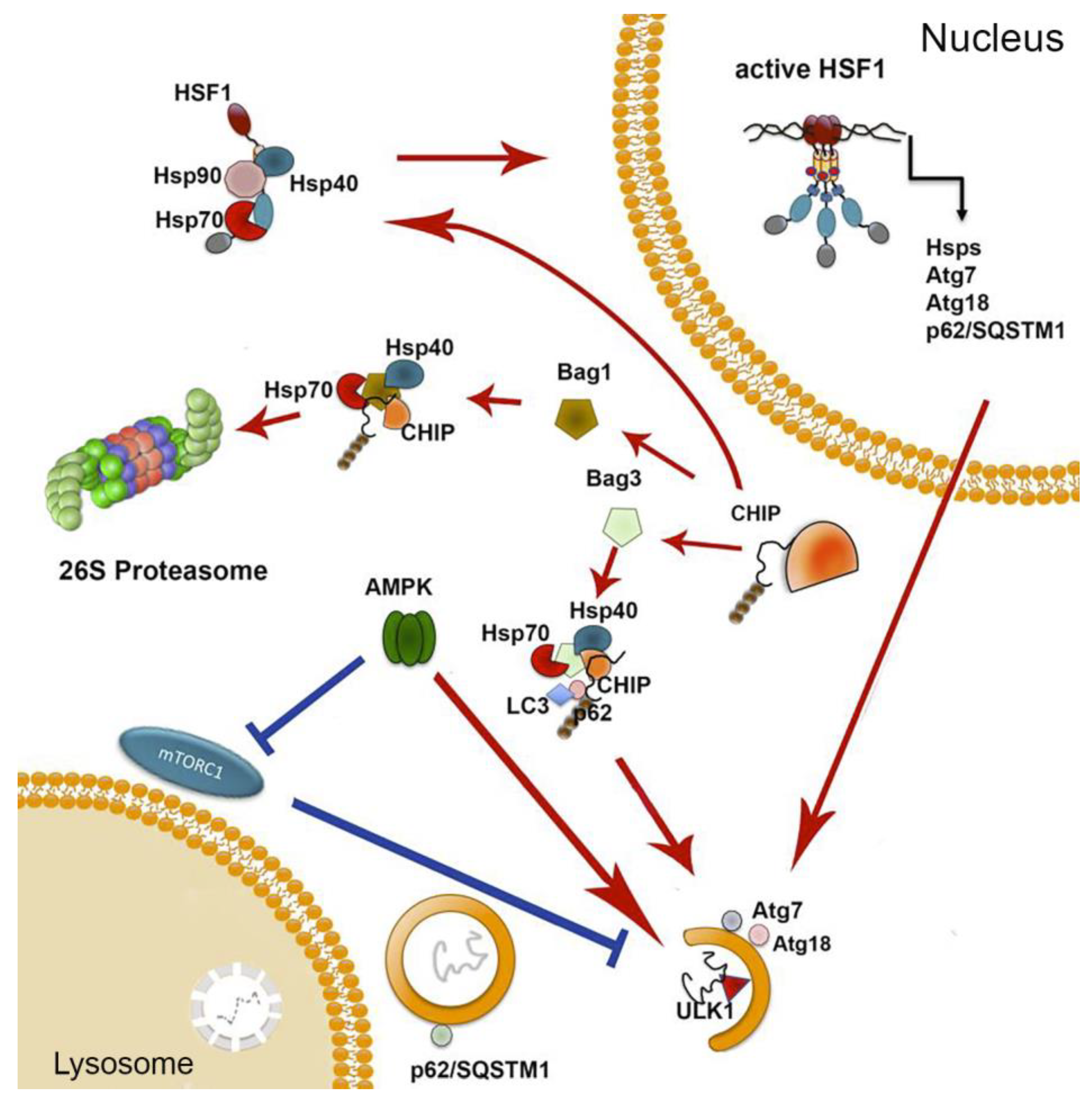 Cells 09 01308 g003 Cells 09 01308 g003