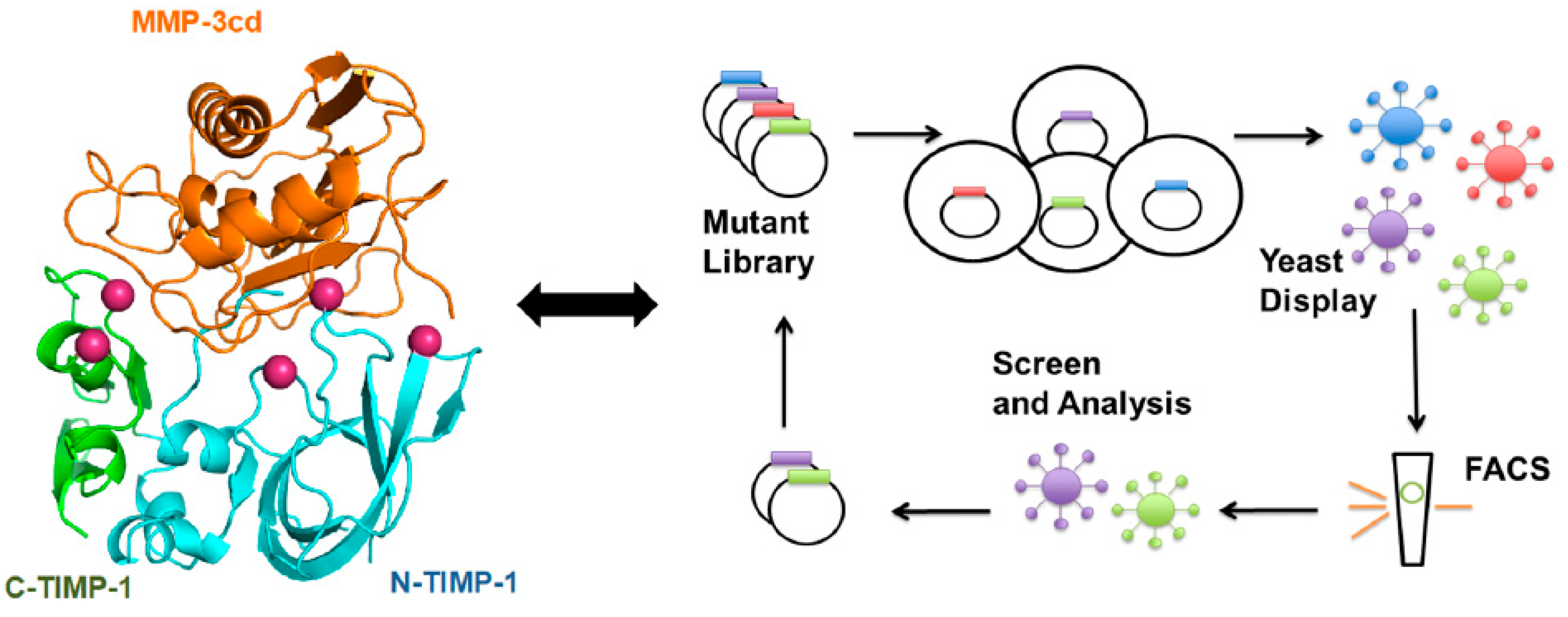 Cells 09 01313 g003 Cells 09 01313 g003