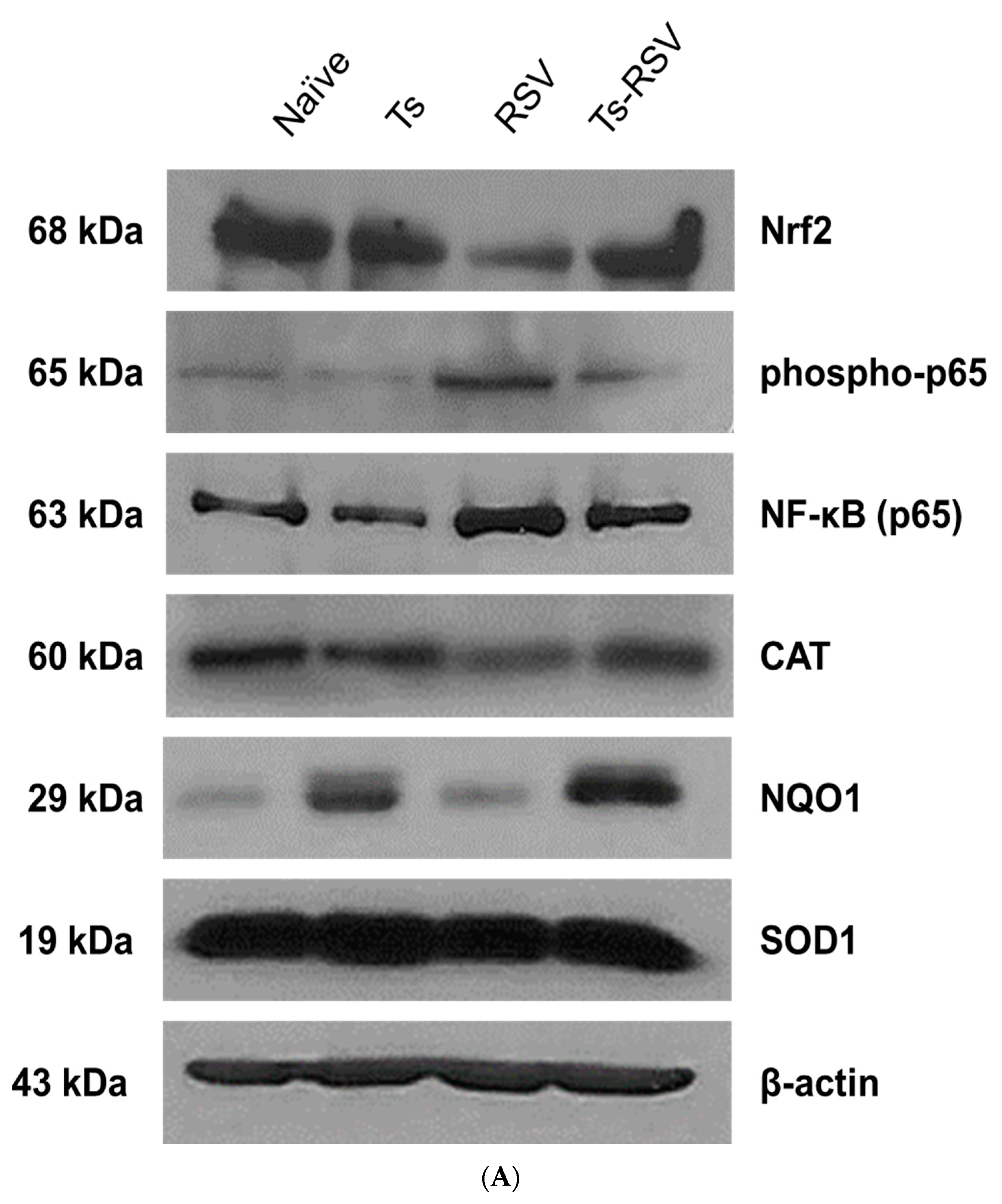 Cells 09 01314 g005a Cells 09 01314 g005a