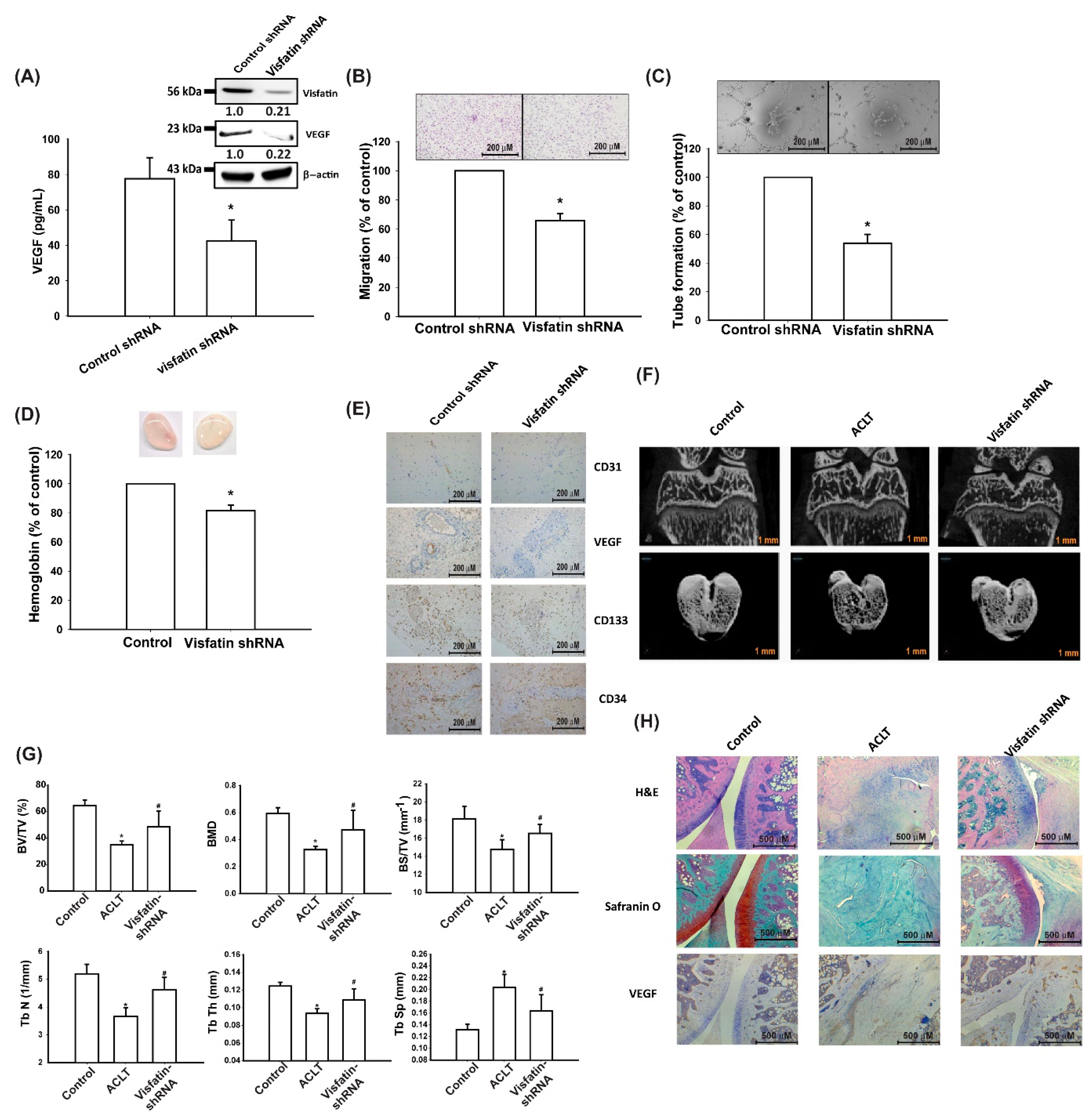 Cells 09 01315 g007 Cells 09 01315 g007