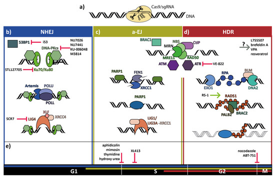 Cells Free Full Text Improving Precise Crispr Genome Editing By Small Molecules Is There A Magic Potion Html