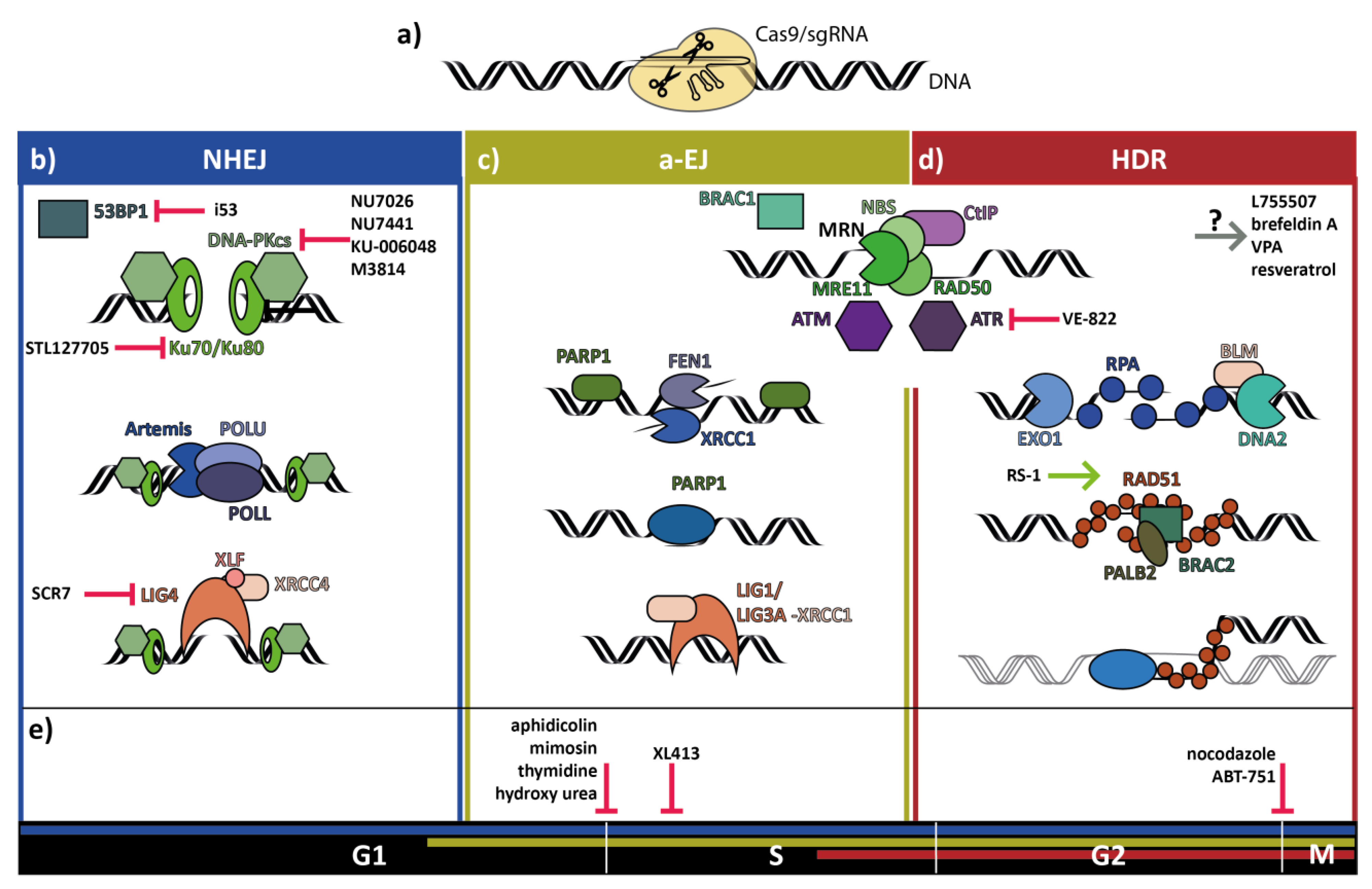 Cells Free Full Text Improving Precise Crispr Genome Editing By Small Molecules Is There A Magic Potion Html Cells Free Full Text Improving Precise Crispr Genome Editing By Small Molecules Is There A Magic Potion Html