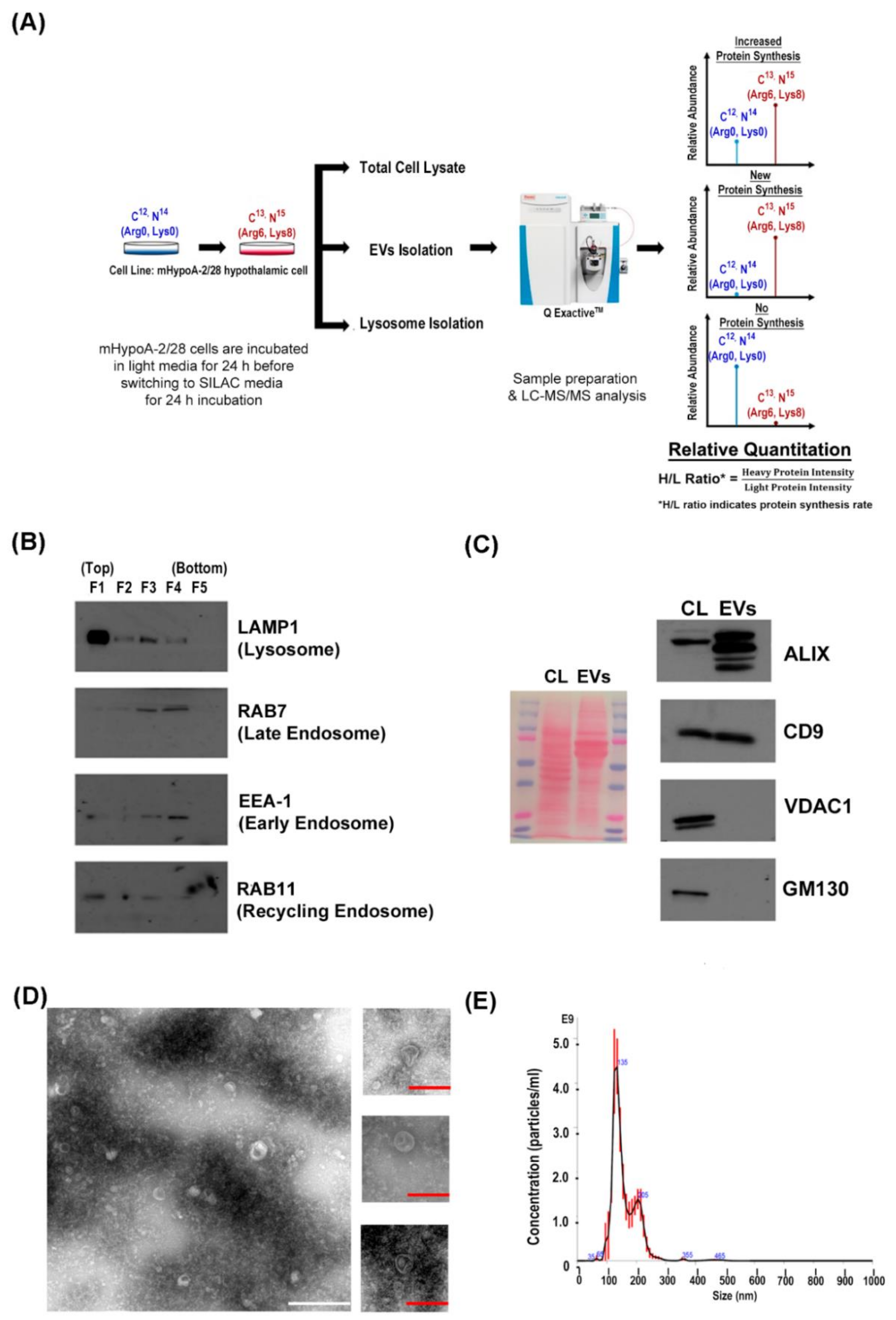Cells 09 01320 g001 Cells 09 01320 g001