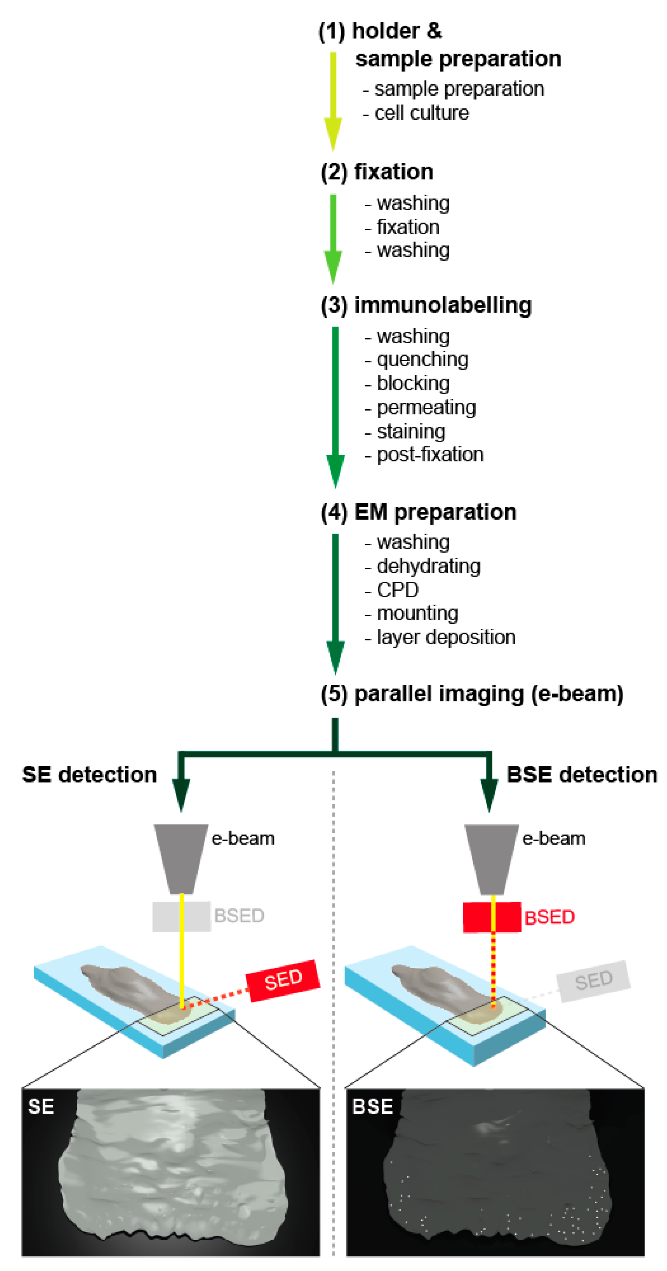 Cells 09 01329 g001 Cells 09 01329 g001