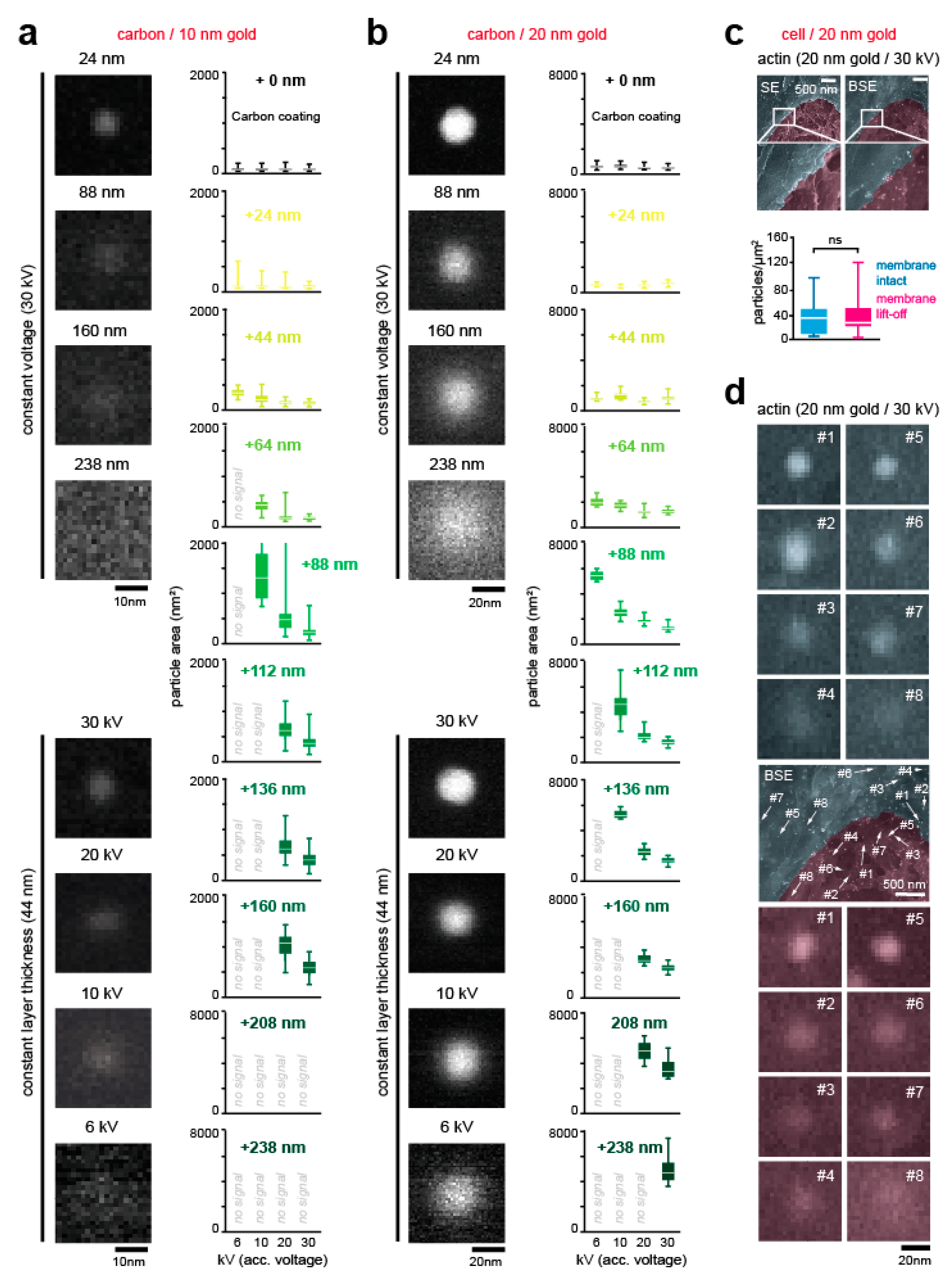 Cells 09 01329 g002 Cells 09 01329 g002