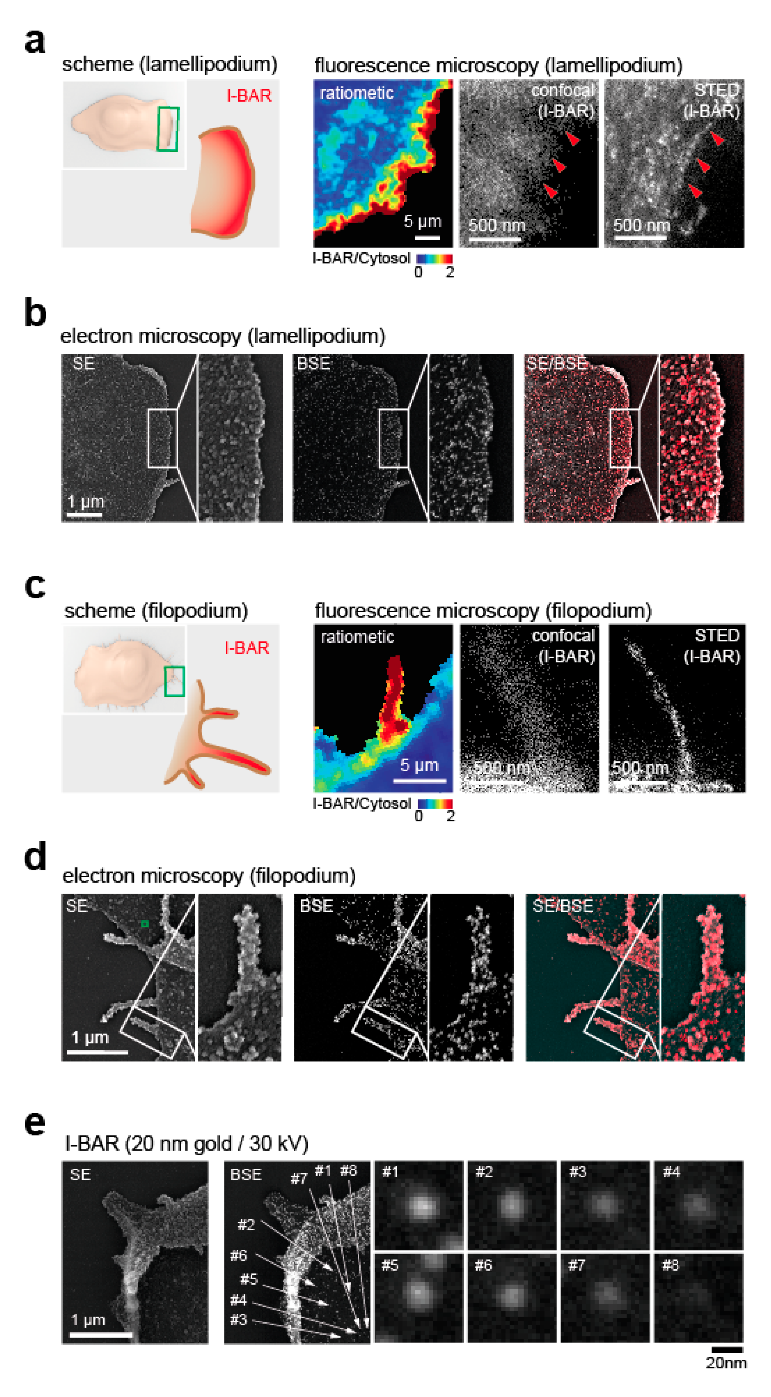 Cells 09 01329 g003 Cells 09 01329 g003