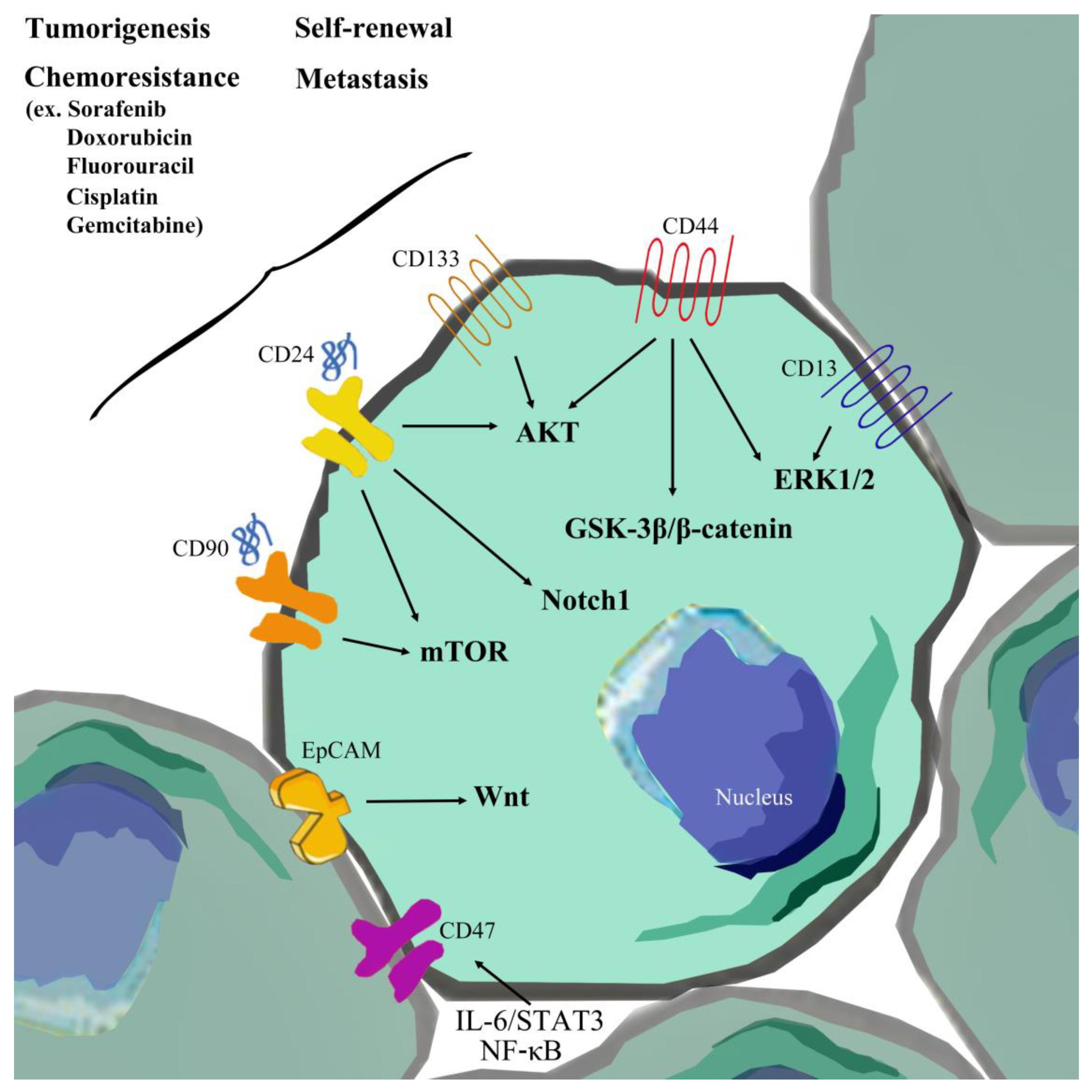 Cells 09 01331 g001 Cells 09 01331 g001