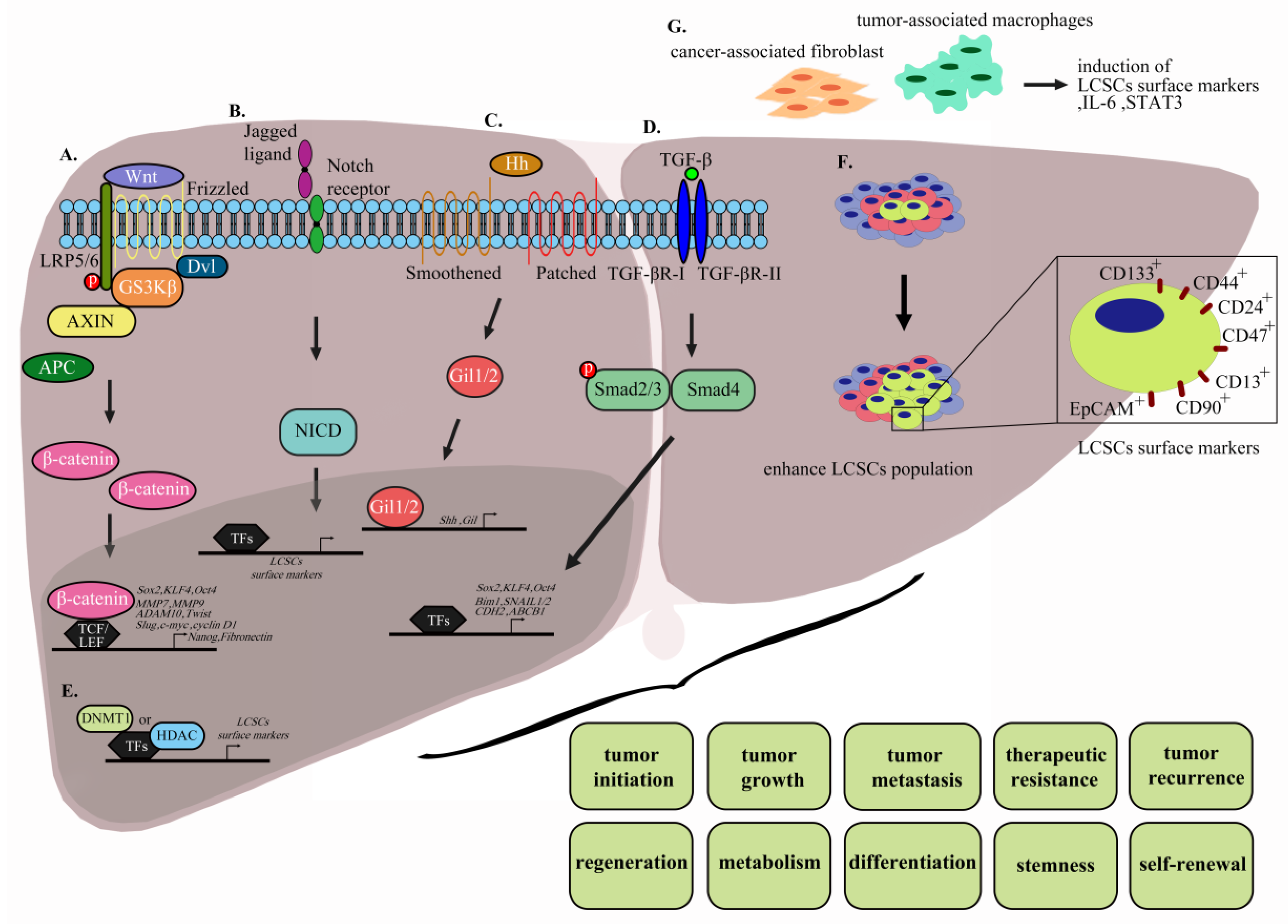 Cells 09 01331 g002 Cells 09 01331 g002