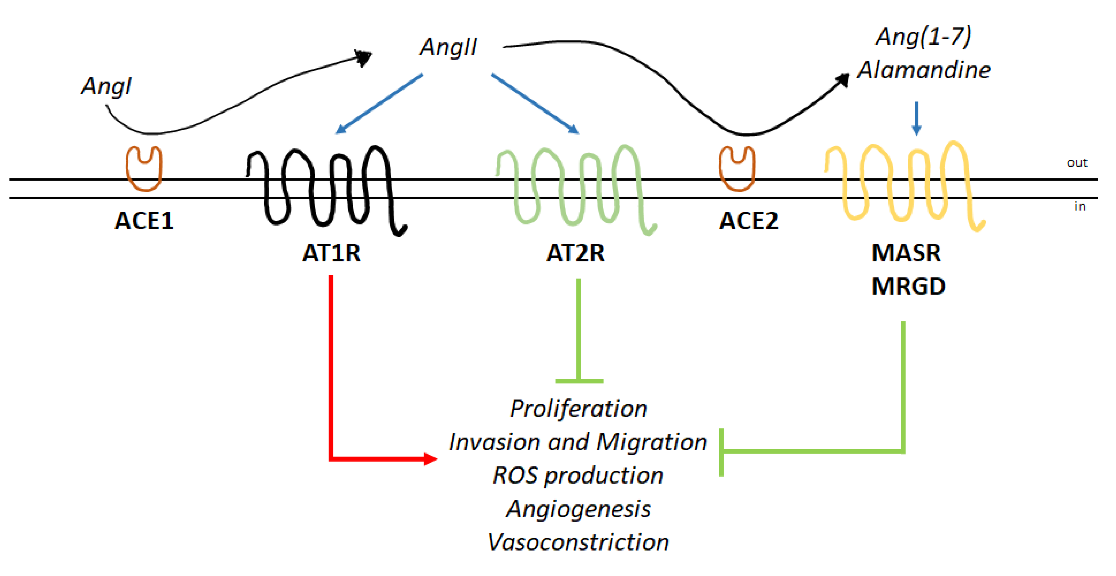 Cells 09 01336 g001 Cells 09 01336 g001