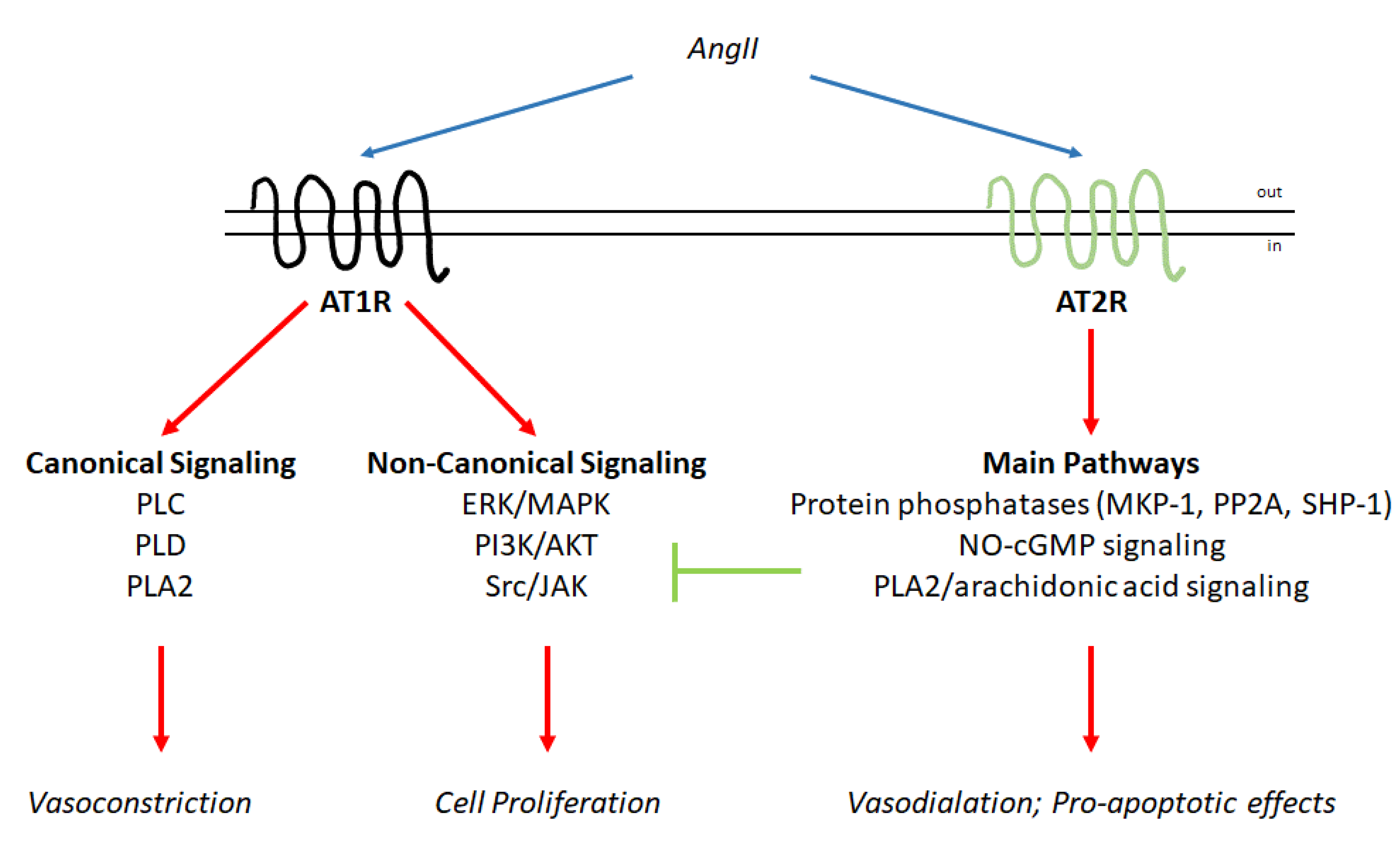 Cells 09 01336 g002 Cells 09 01336 g002