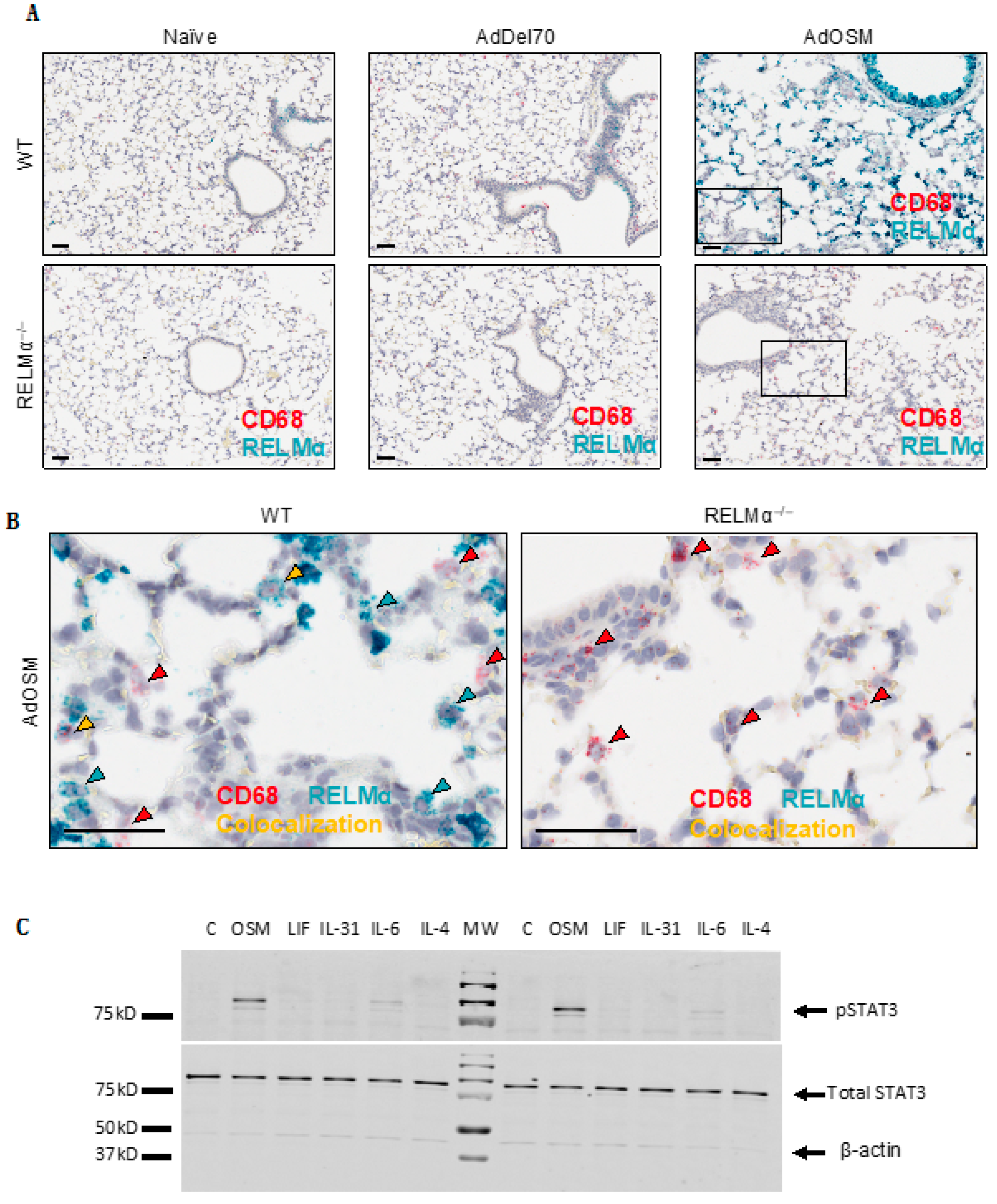 Cells 09 01338 g002 Cells 09 01338 g002
