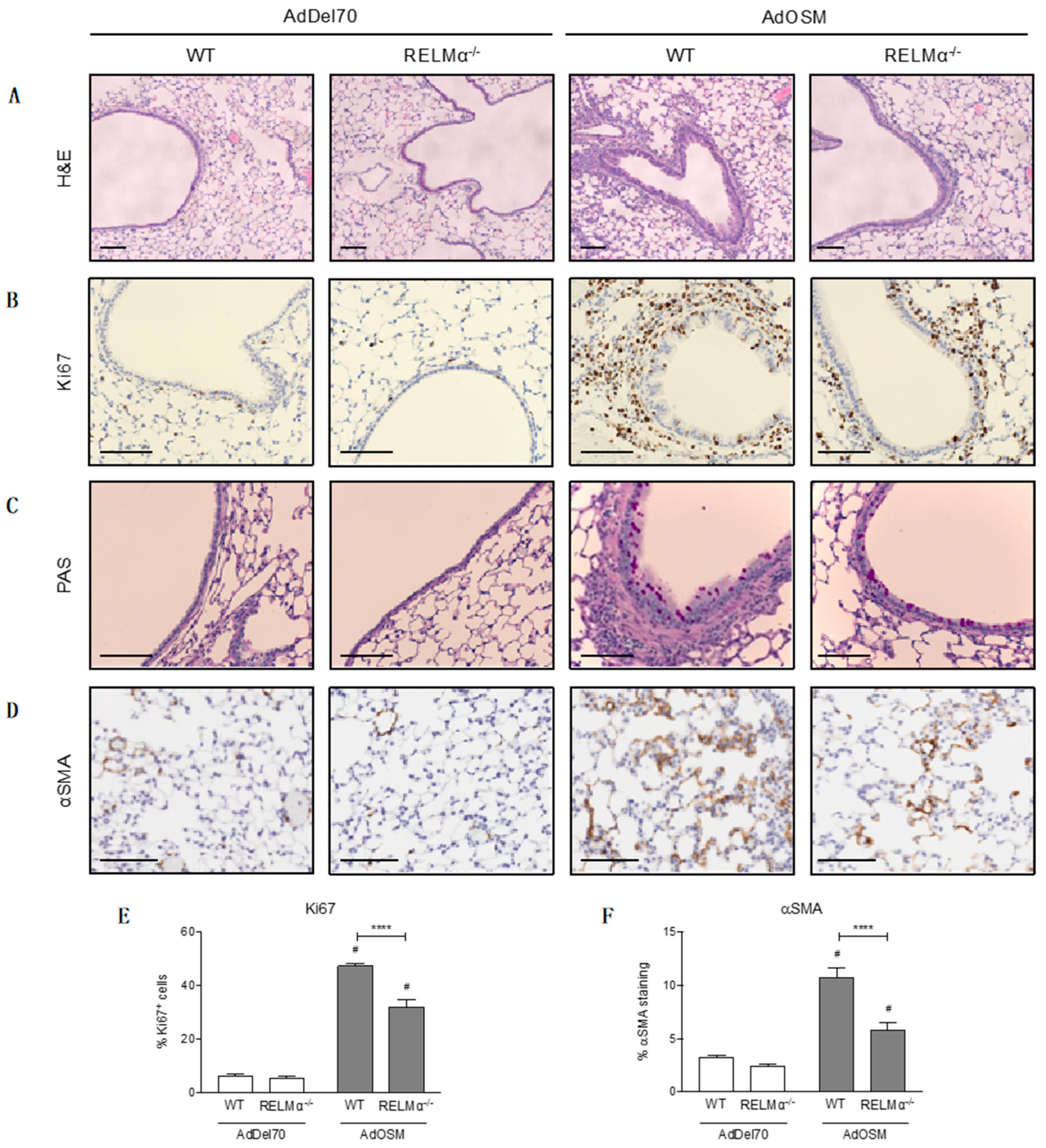 Cells 09 01338 g009 Cells 09 01338 g009