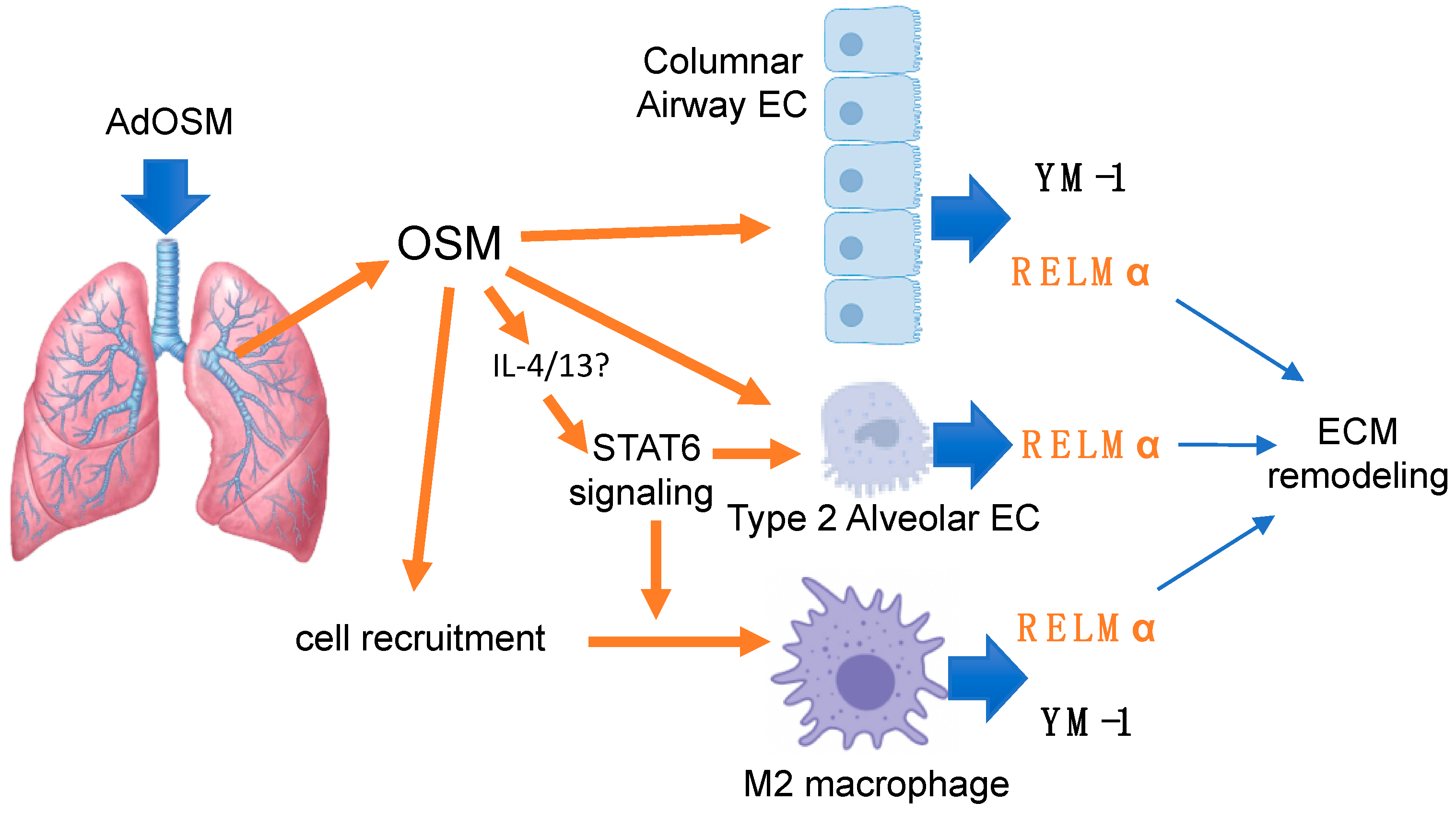Cells 09 01338 sch001 Cells 09 01338 sch001