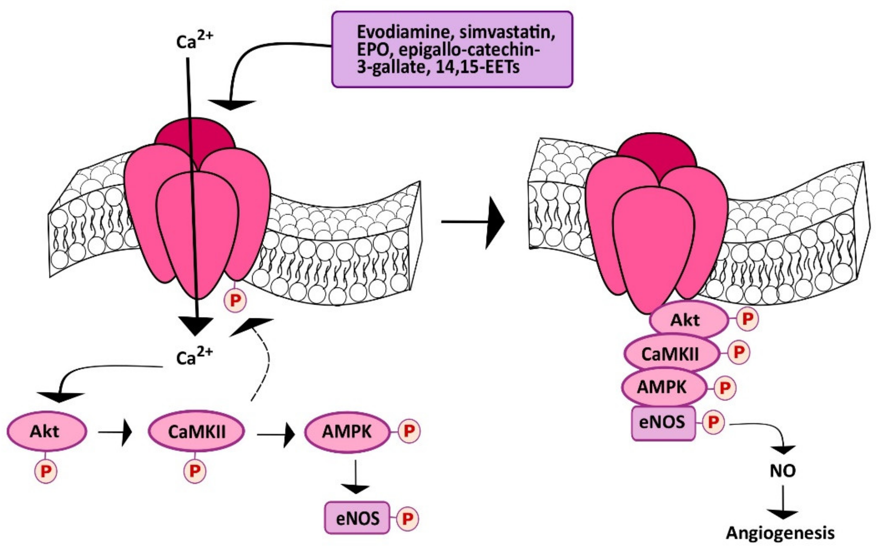 Cells 09 01341 g004 Cells 09 01341 g004