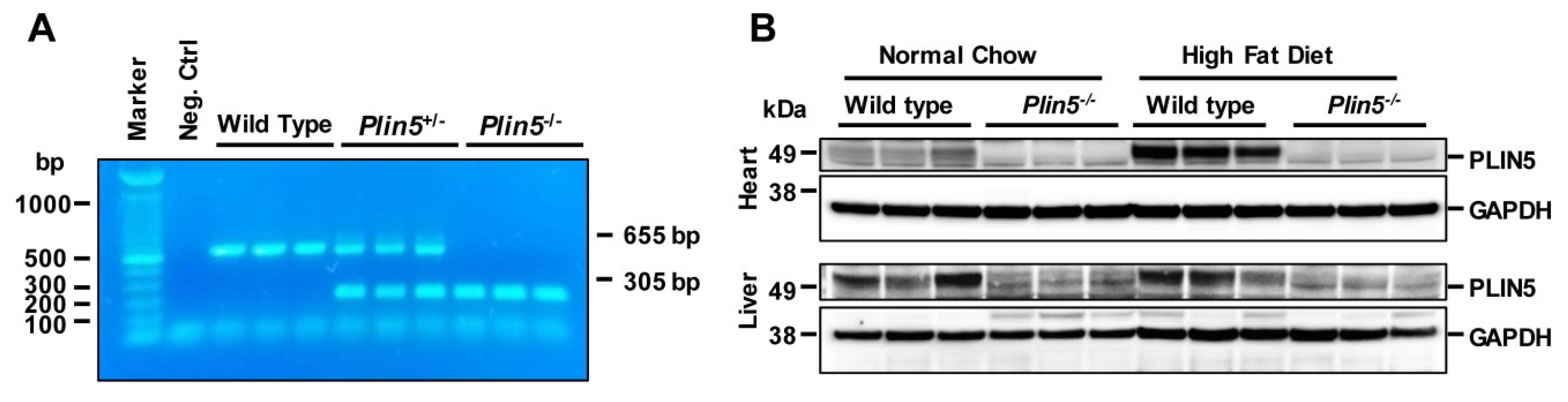 Cells 09 01346 g001 Cells 09 01346 g001