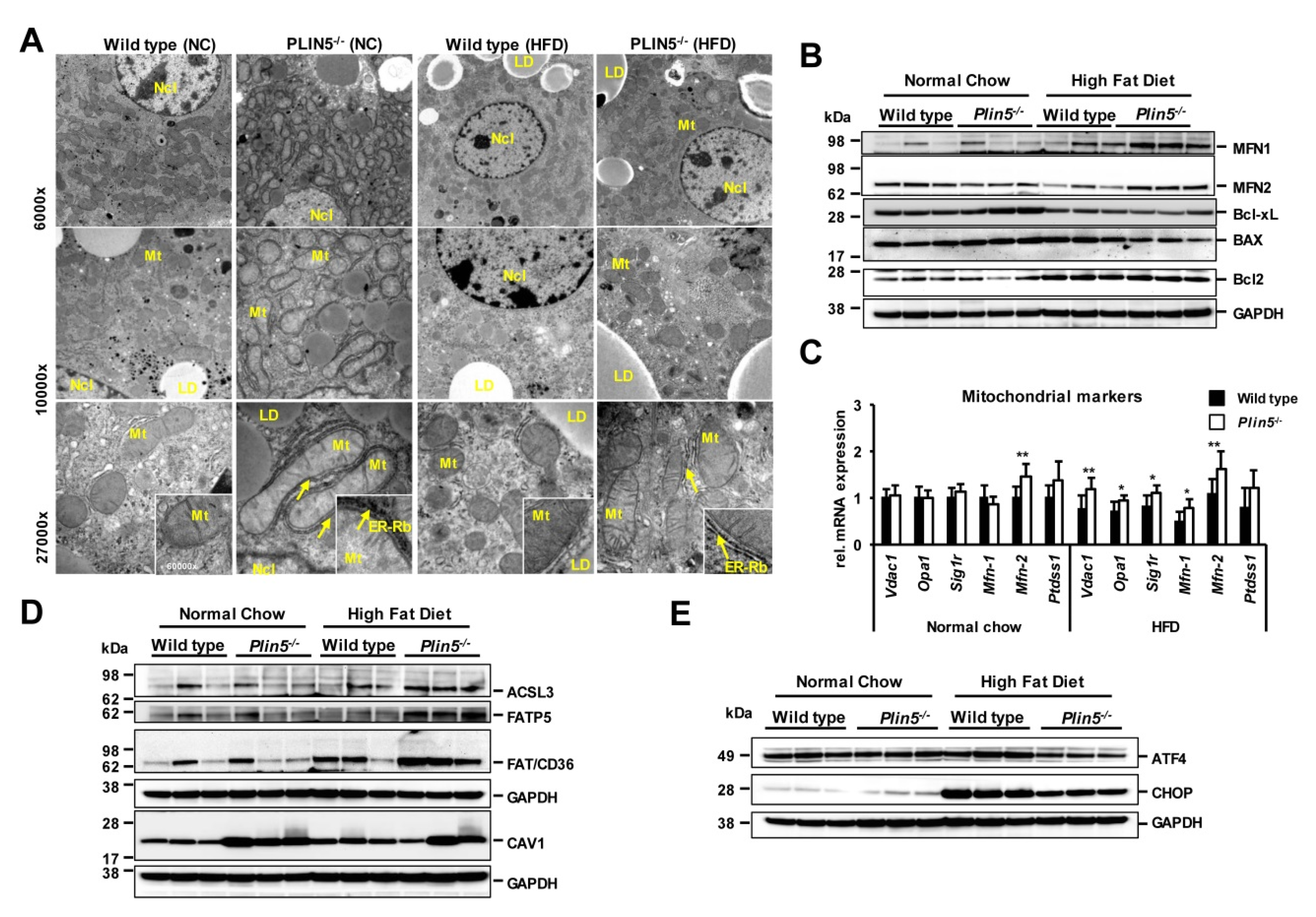 Cells 09 01346 g004 Cells 09 01346 g004