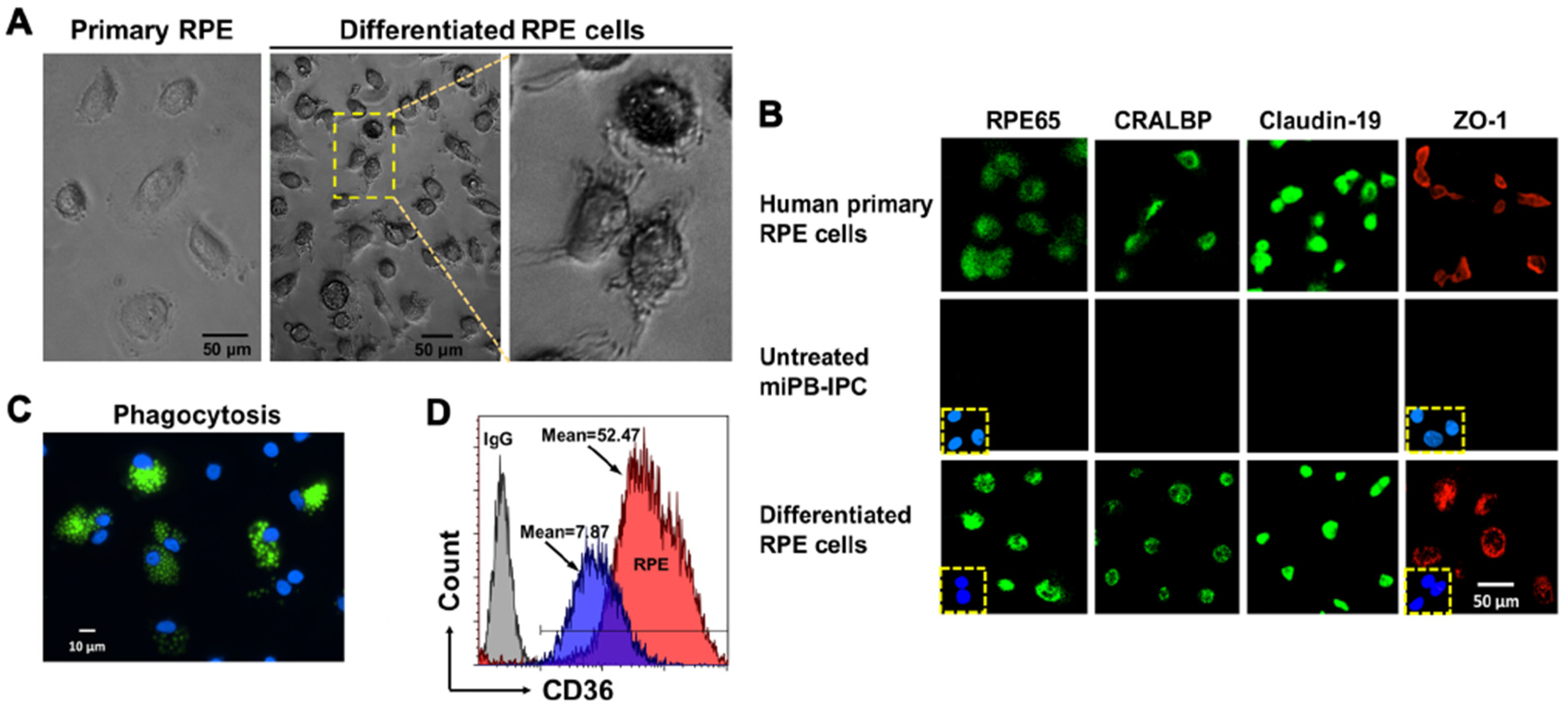 Cells 09 01350 g002