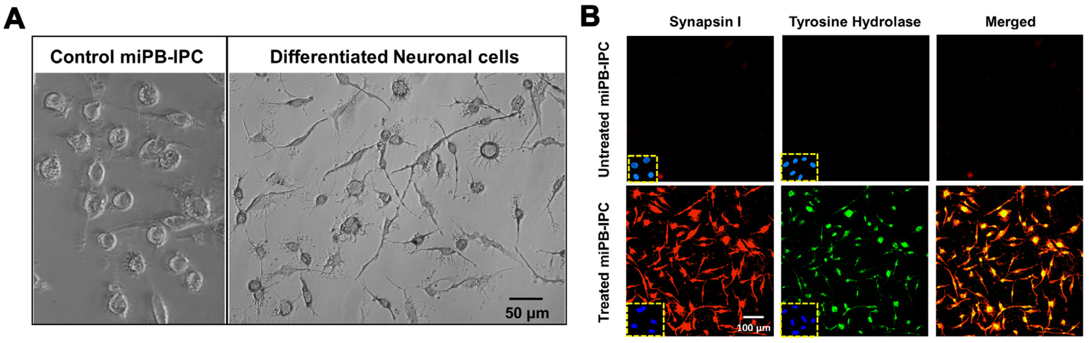 Cells 09 01350 g003