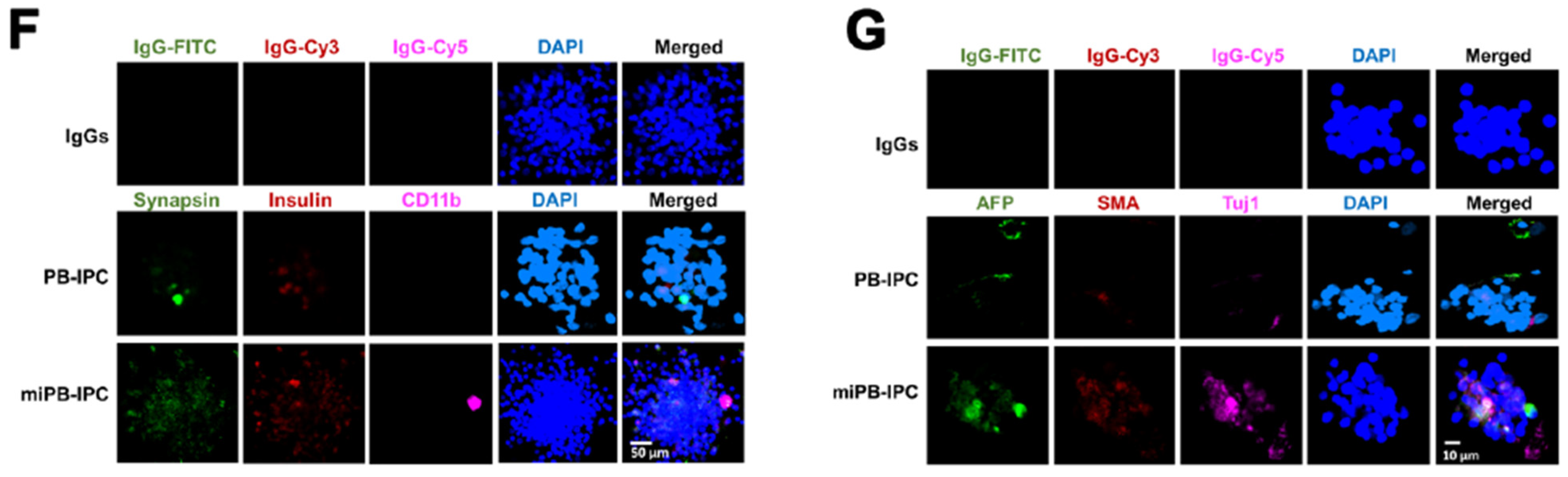 Cells 09 01350 g004b