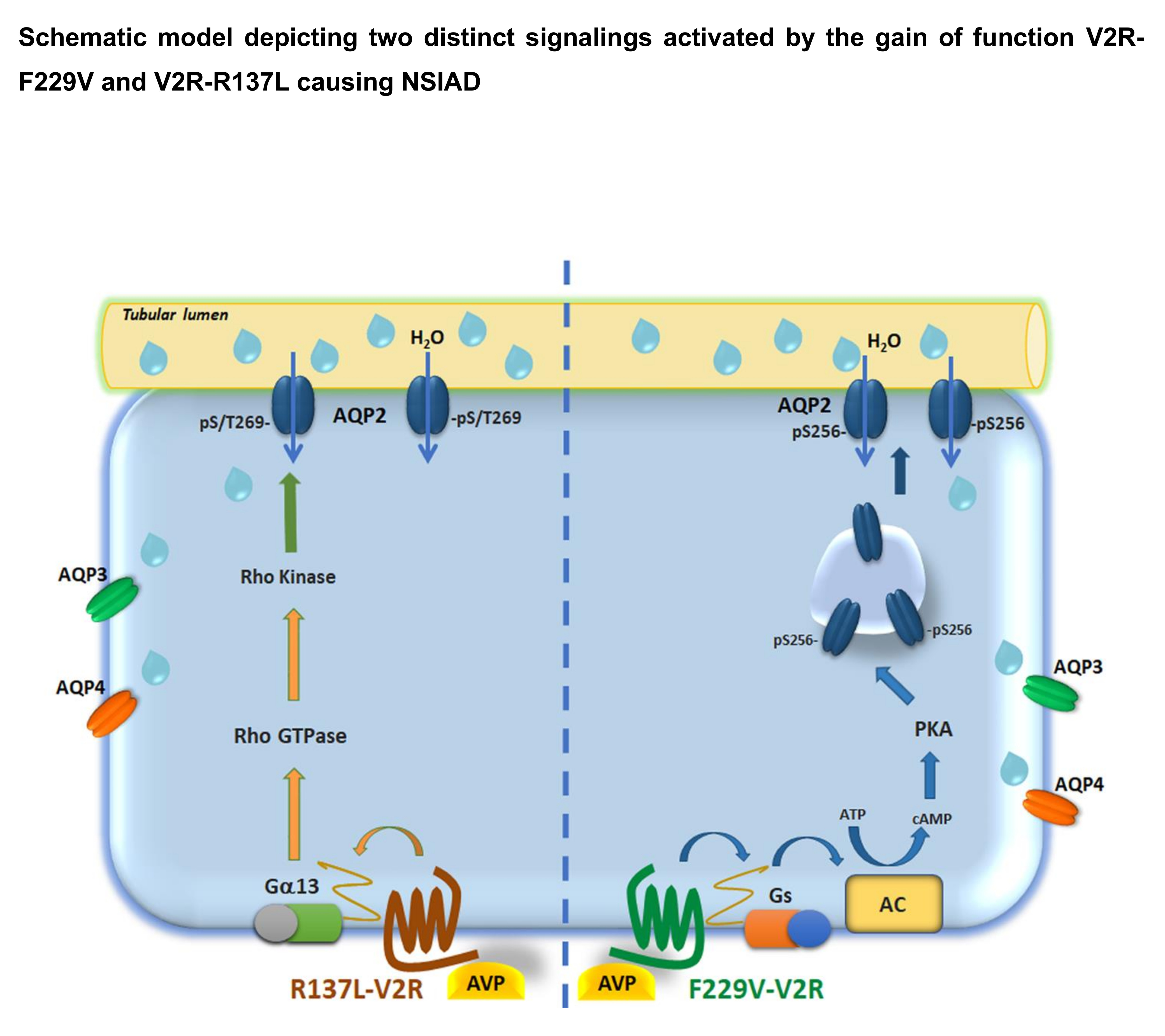 Vasopressin Receptors