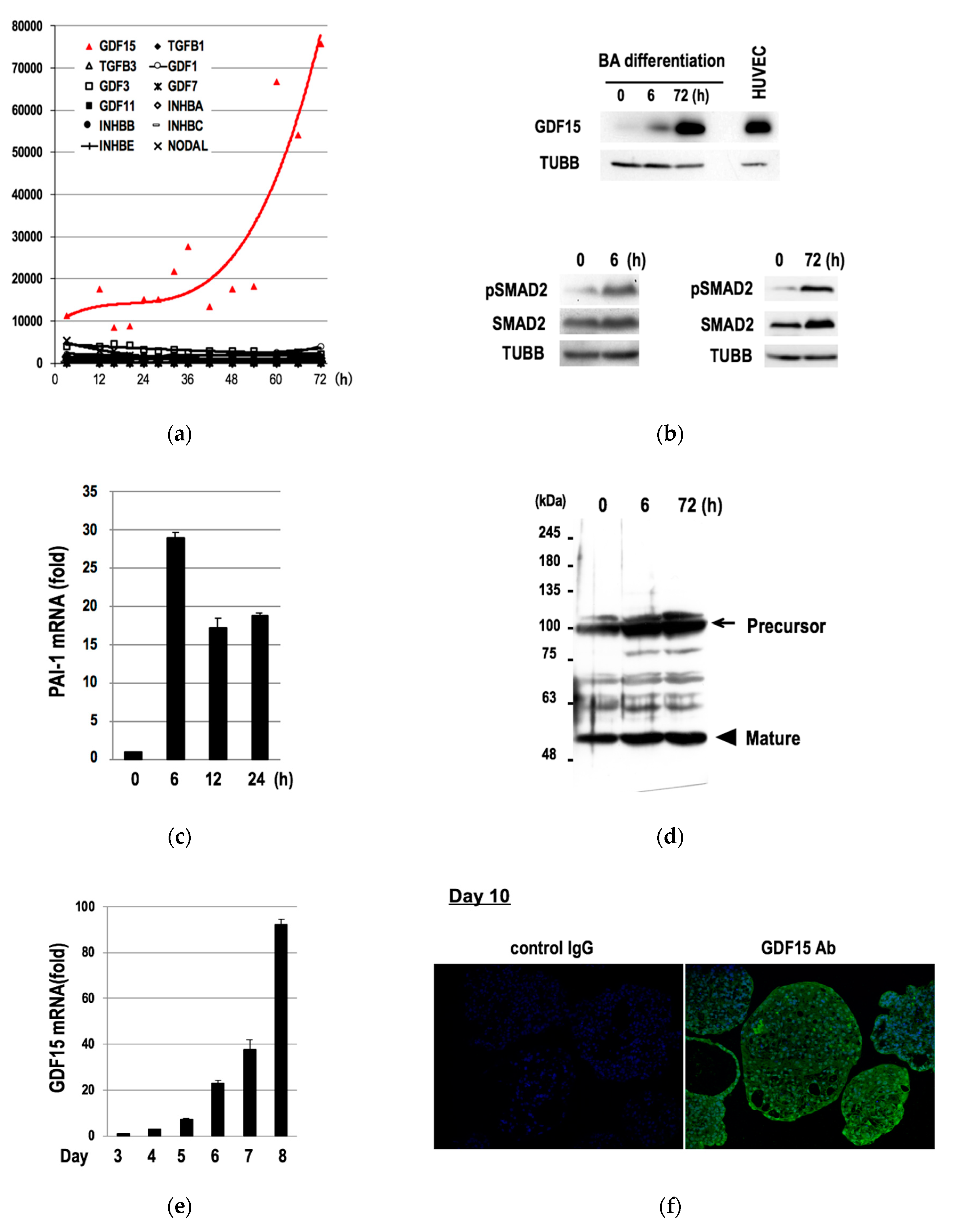 Cells 09 01365 g002 Cells 09 01365 g002