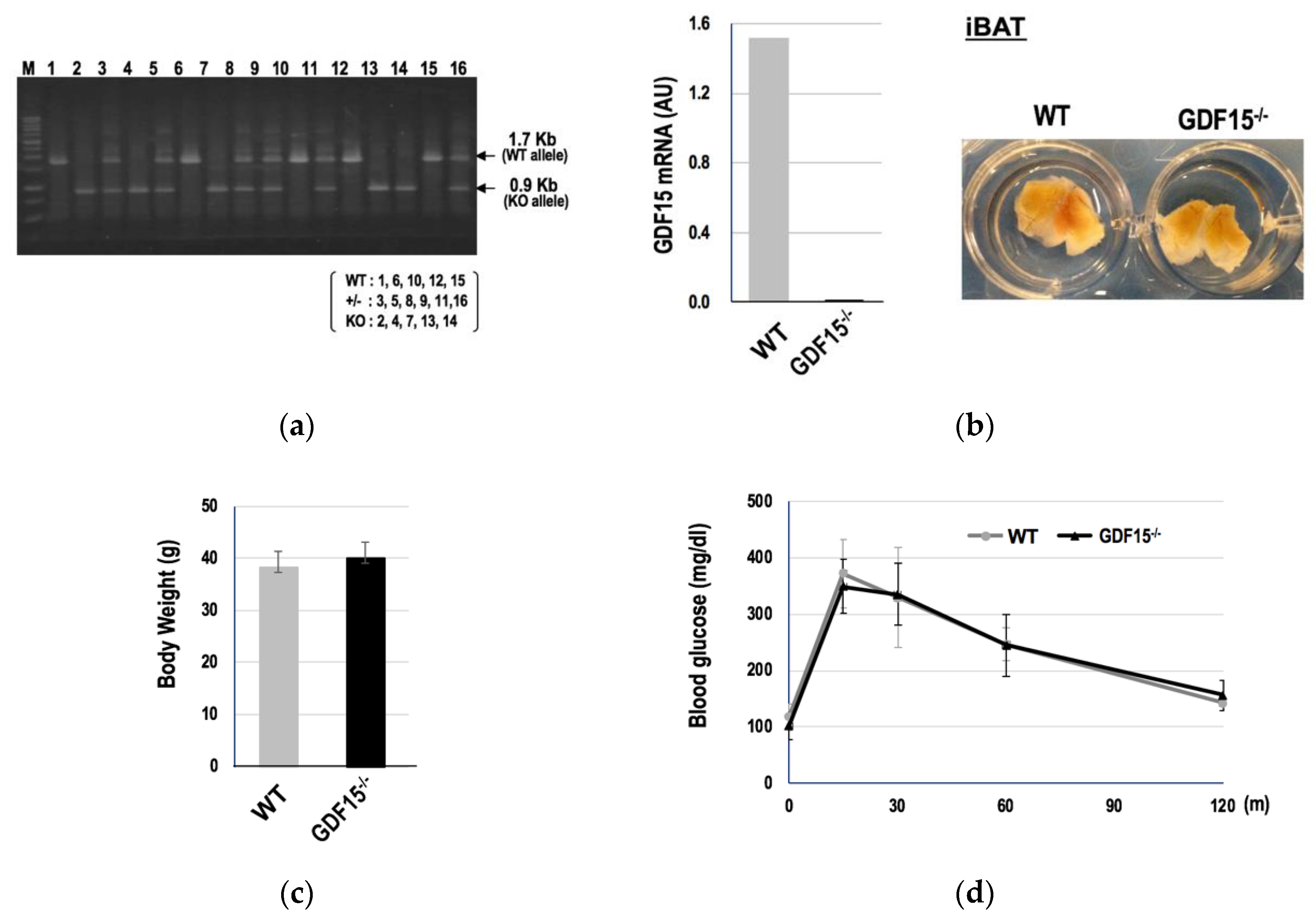 Cells 09 01365 g003 Cells 09 01365 g003