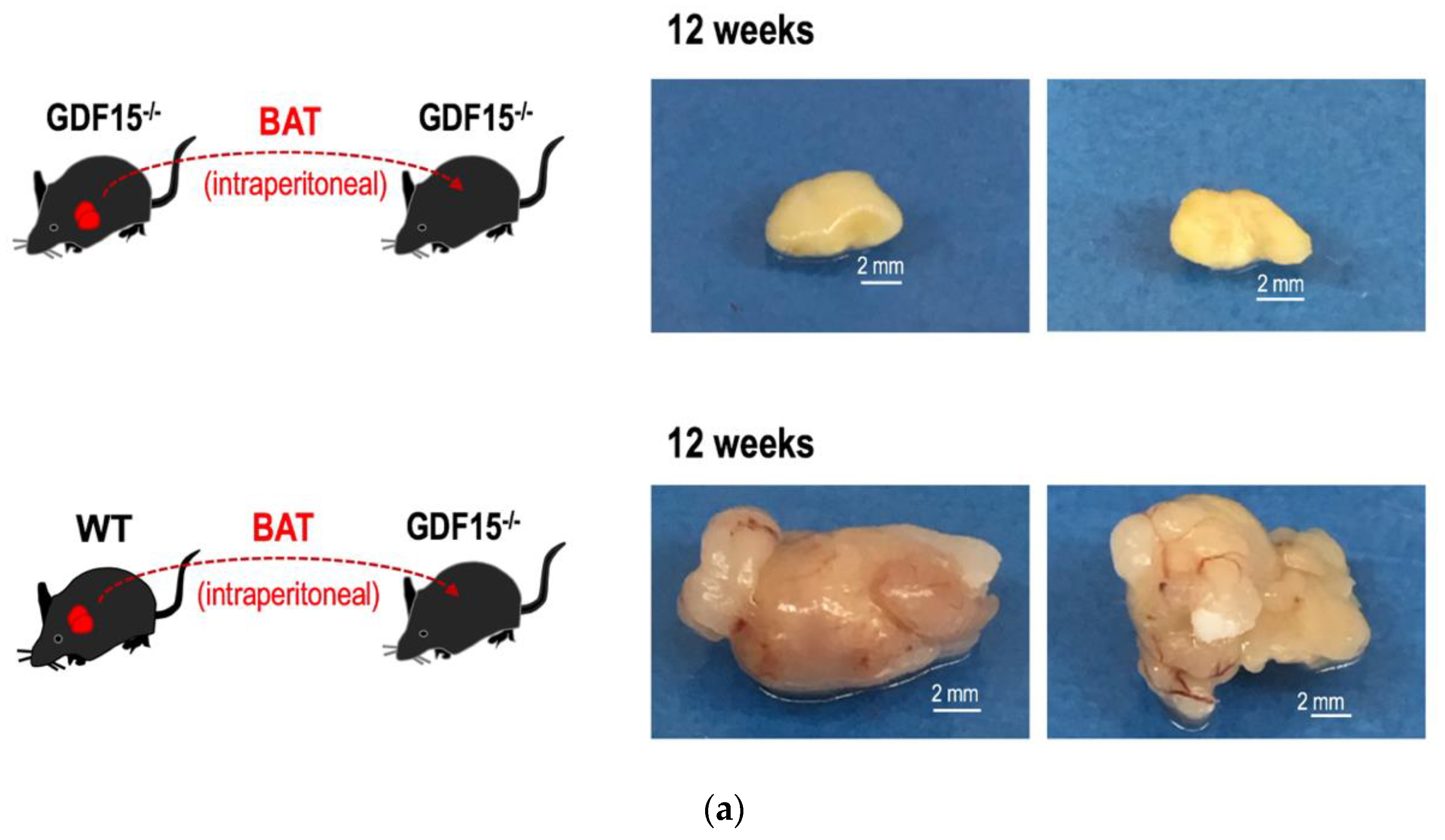 Cells 09 01365 g007a Cells 09 01365 g007a