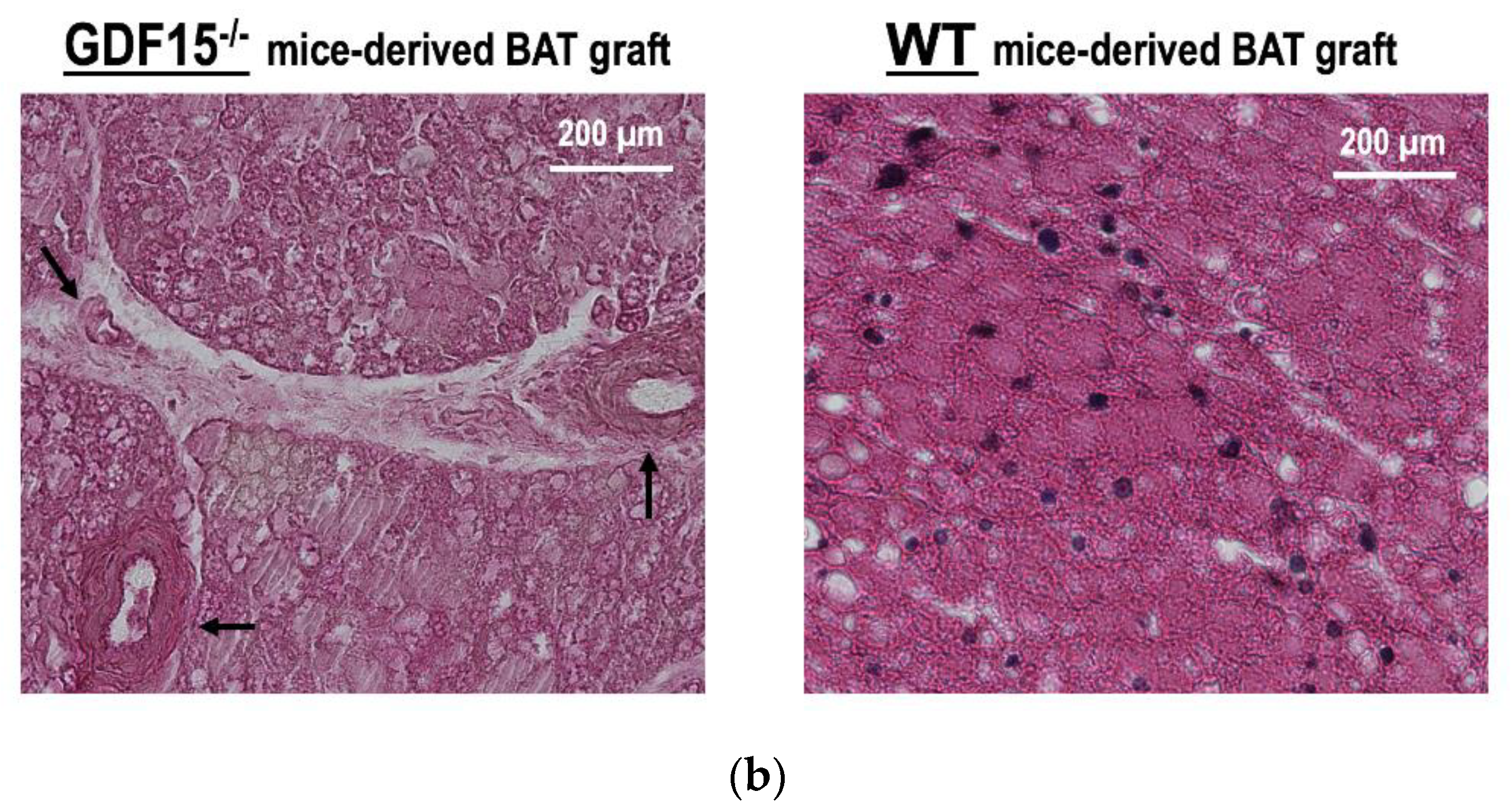 Cells 09 01365 g007b Cells 09 01365 g007b