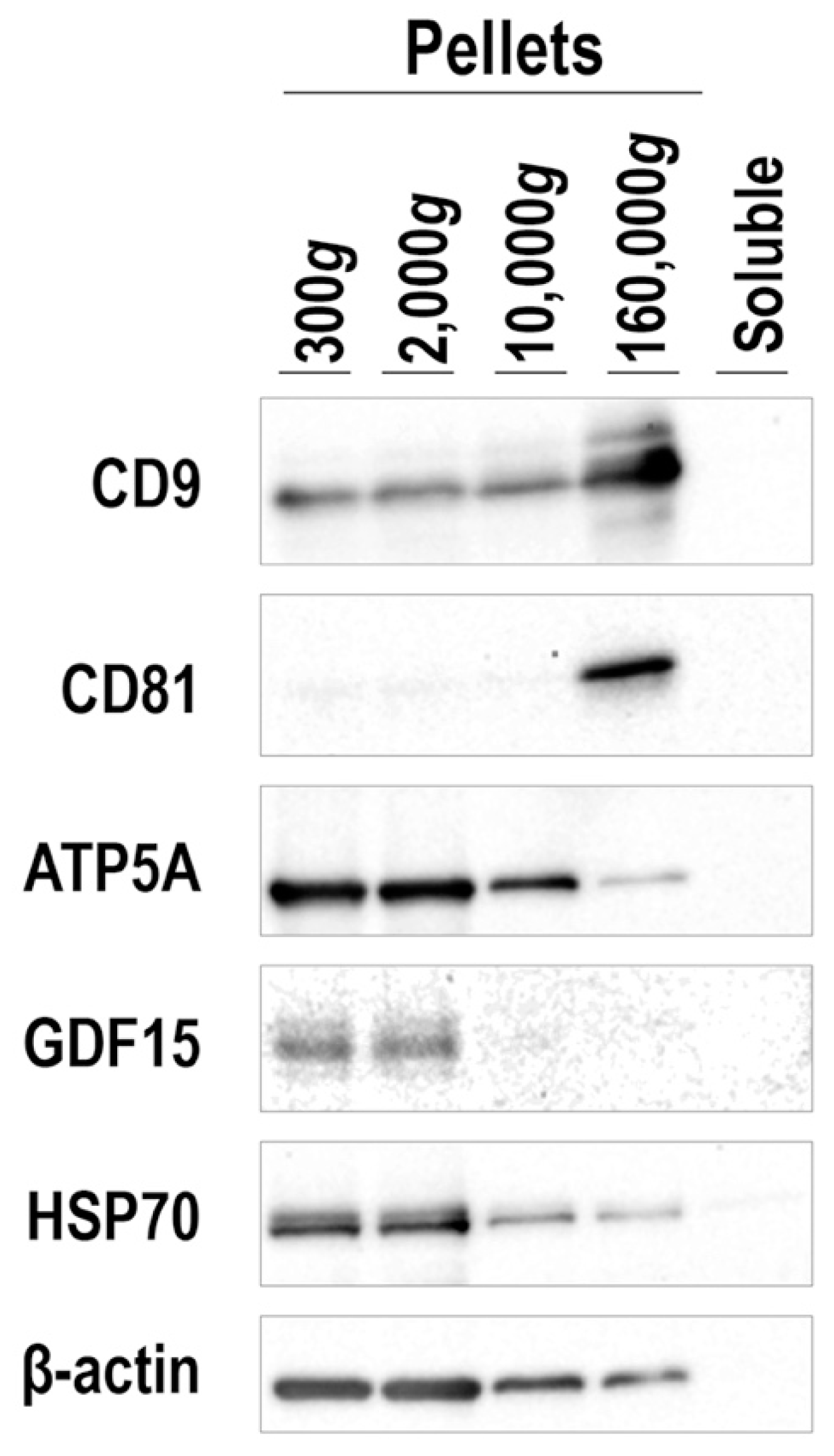 Cells 09 01365 g008 Cells 09 01365 g008