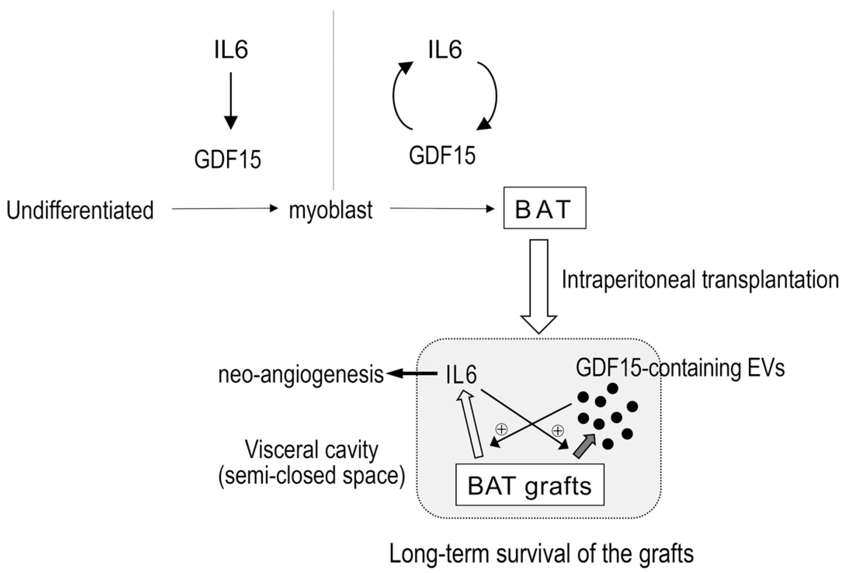 Cells 09 01365 g009 Cells 09 01365 g009