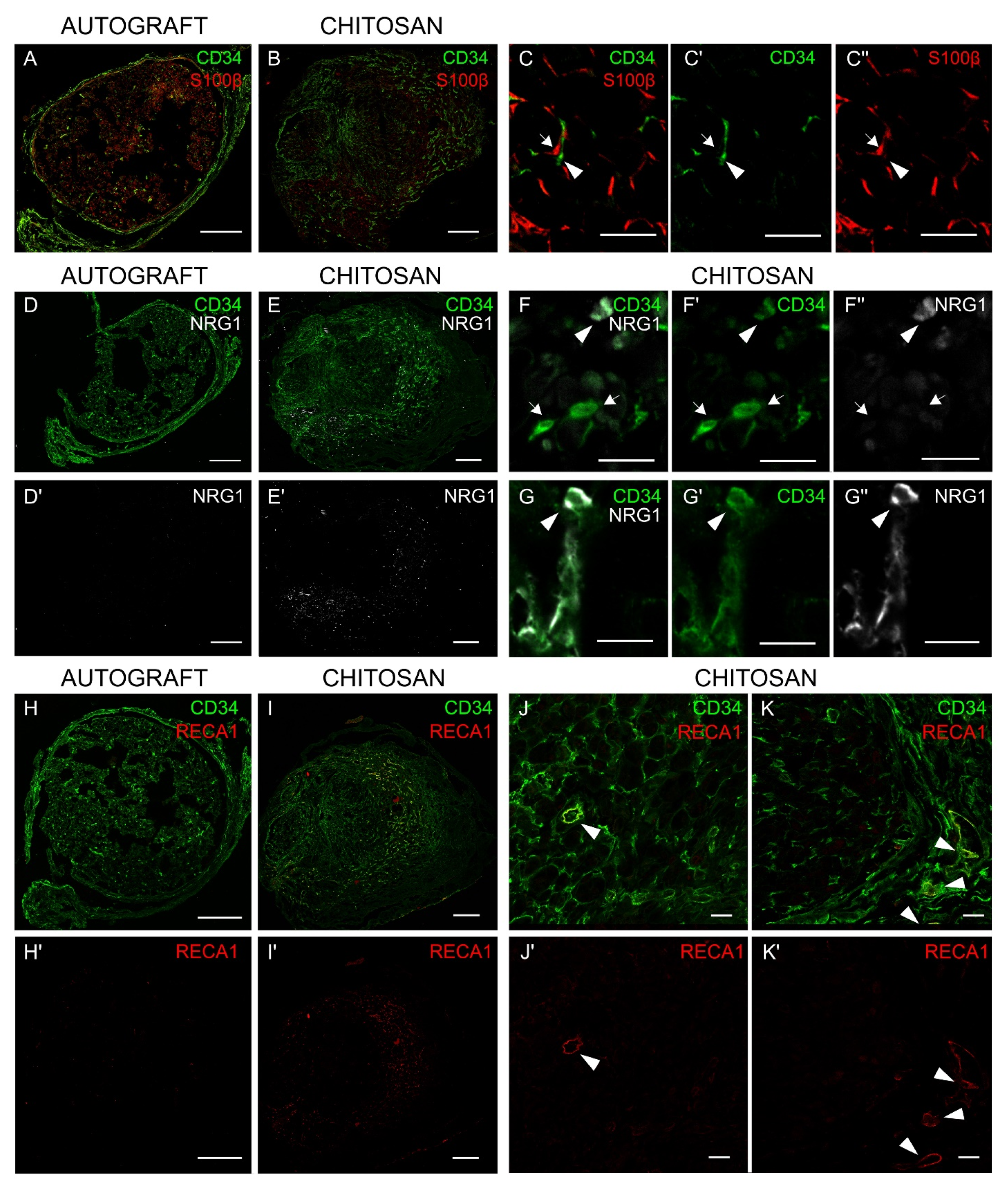 Cells 09 01366 g004 Cells 09 01366 g004