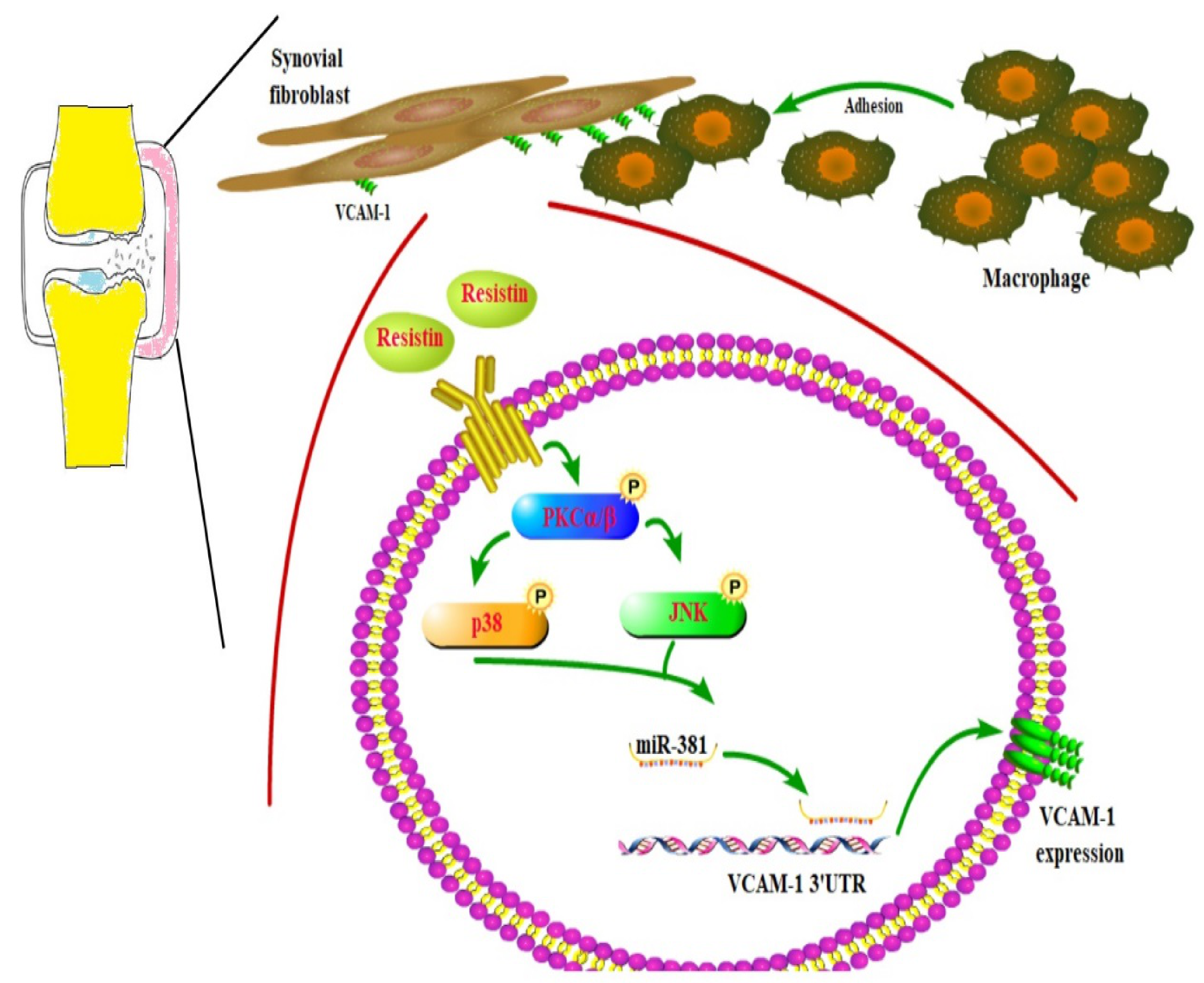 Cells 09 01369 g007 Cells 09 01369 g007