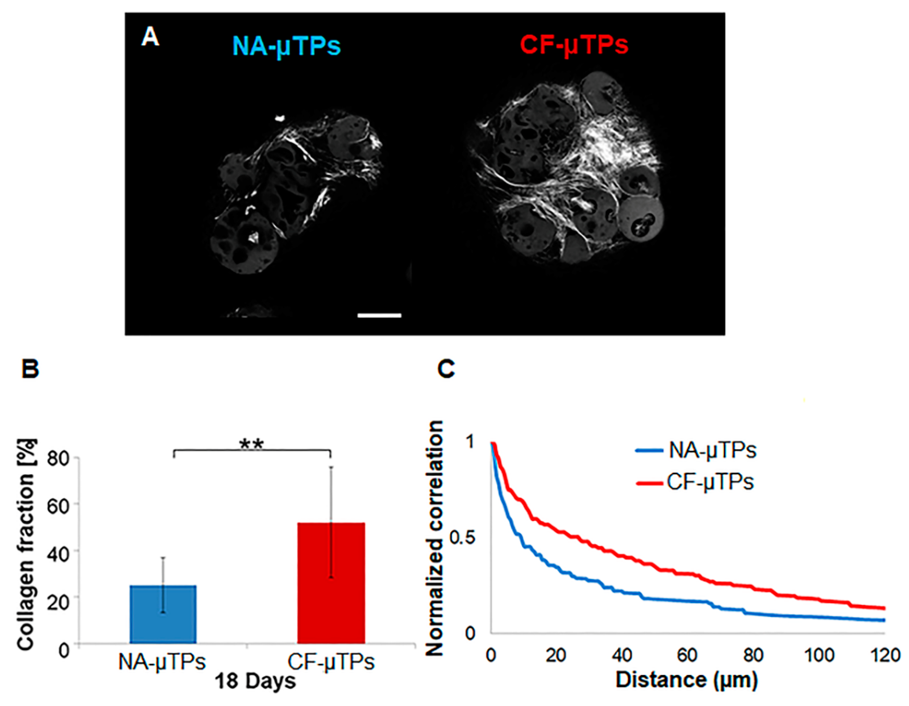 Cells 09 01371 g003 Cells 09 01371 g003