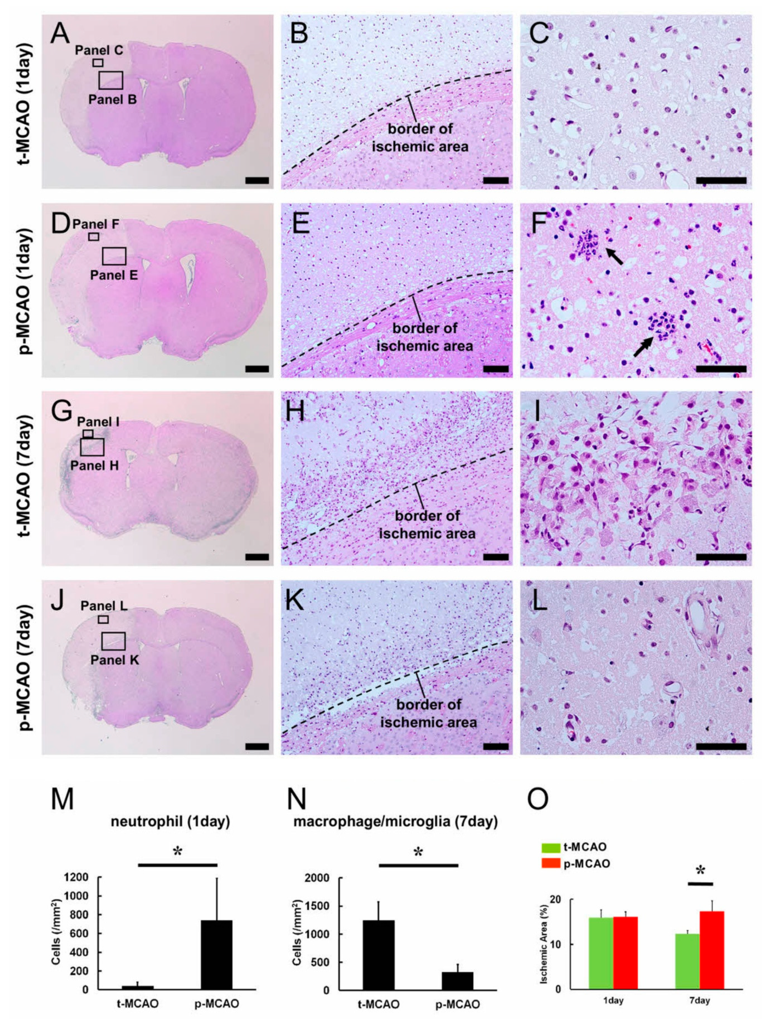 Cells 09 01374 g002 Cells 09 01374 g002