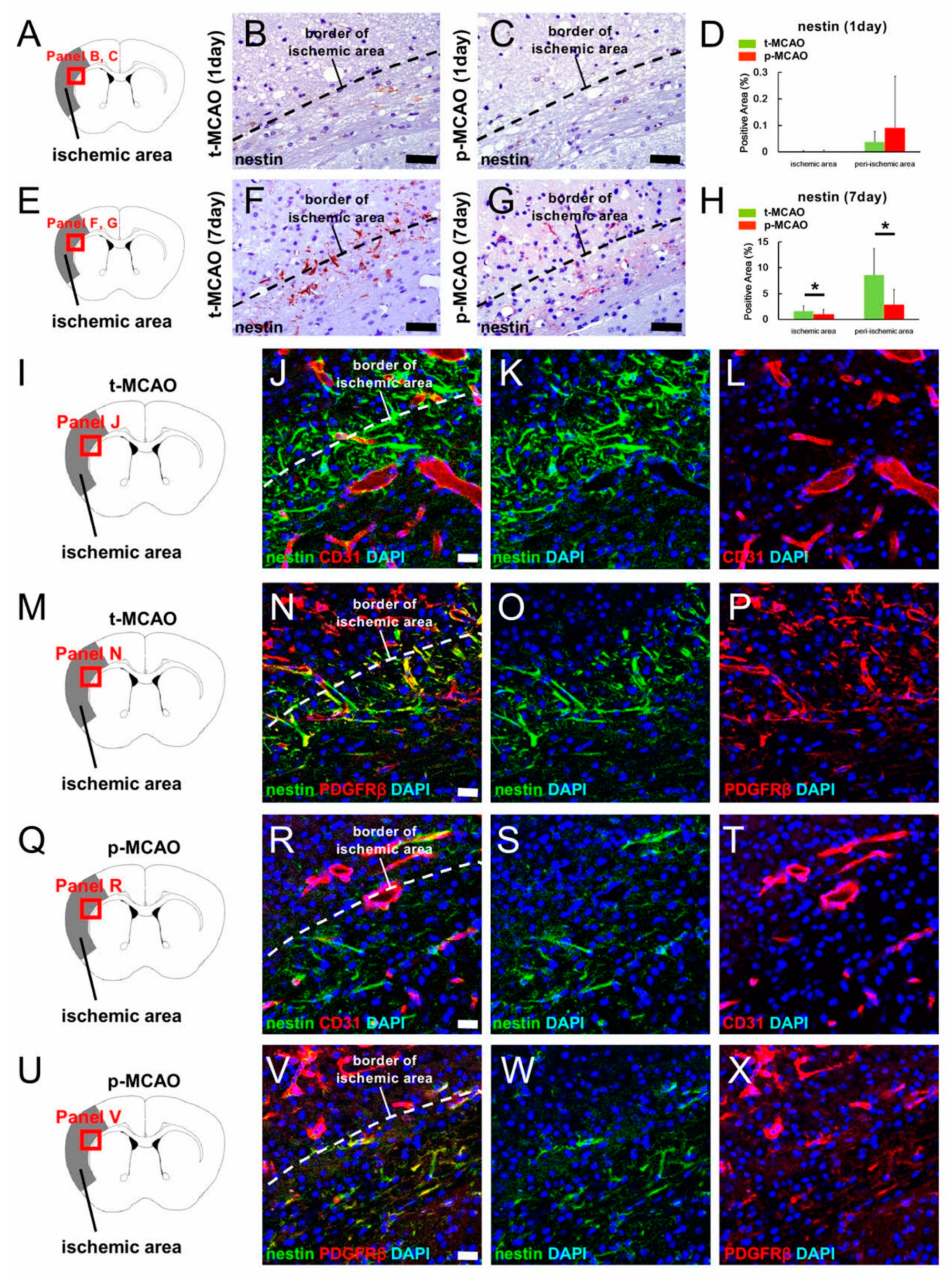 Cells 09 01374 g004 Cells 09 01374 g004