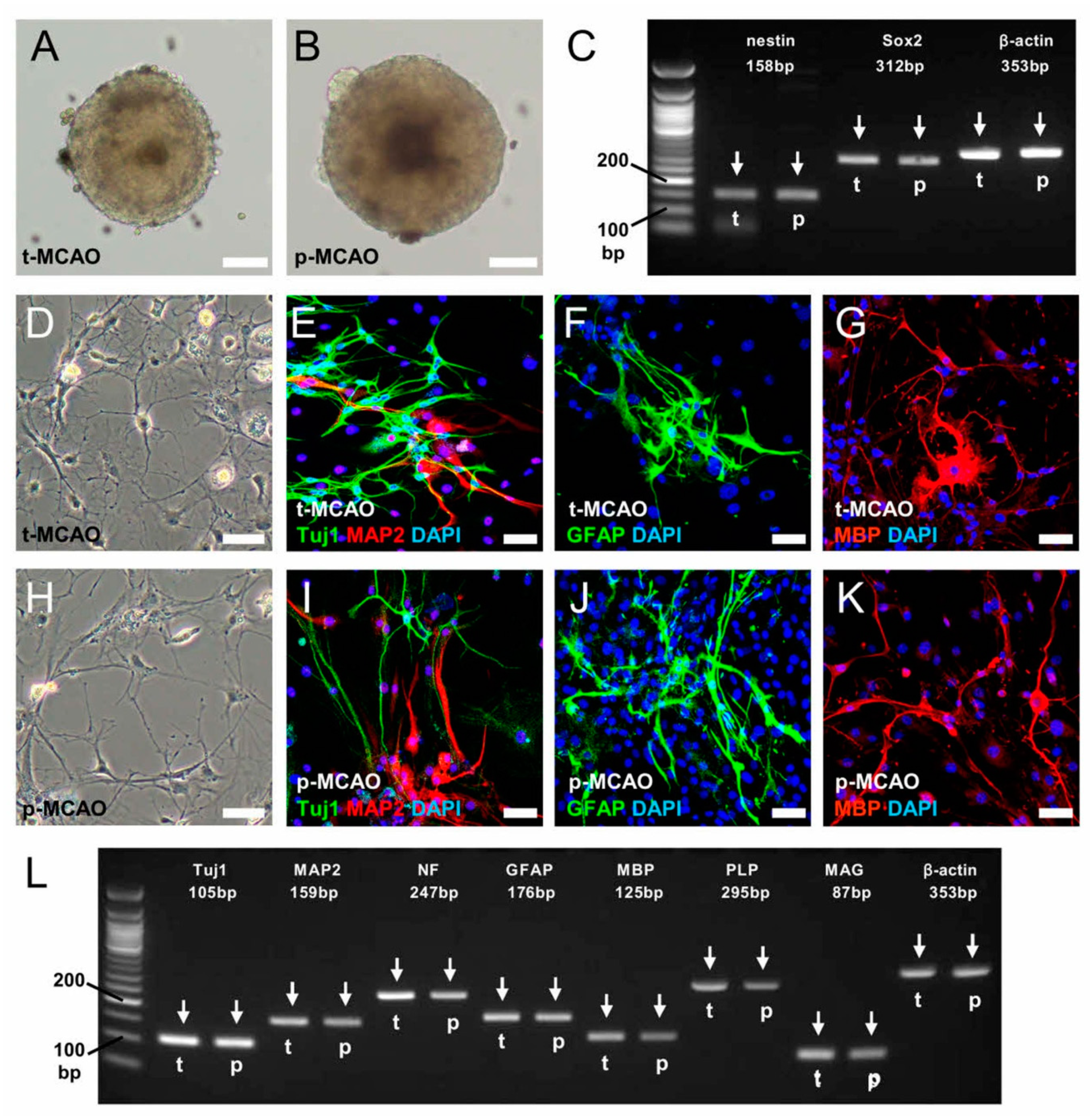 Cells 09 01374 g005 Cells 09 01374 g005