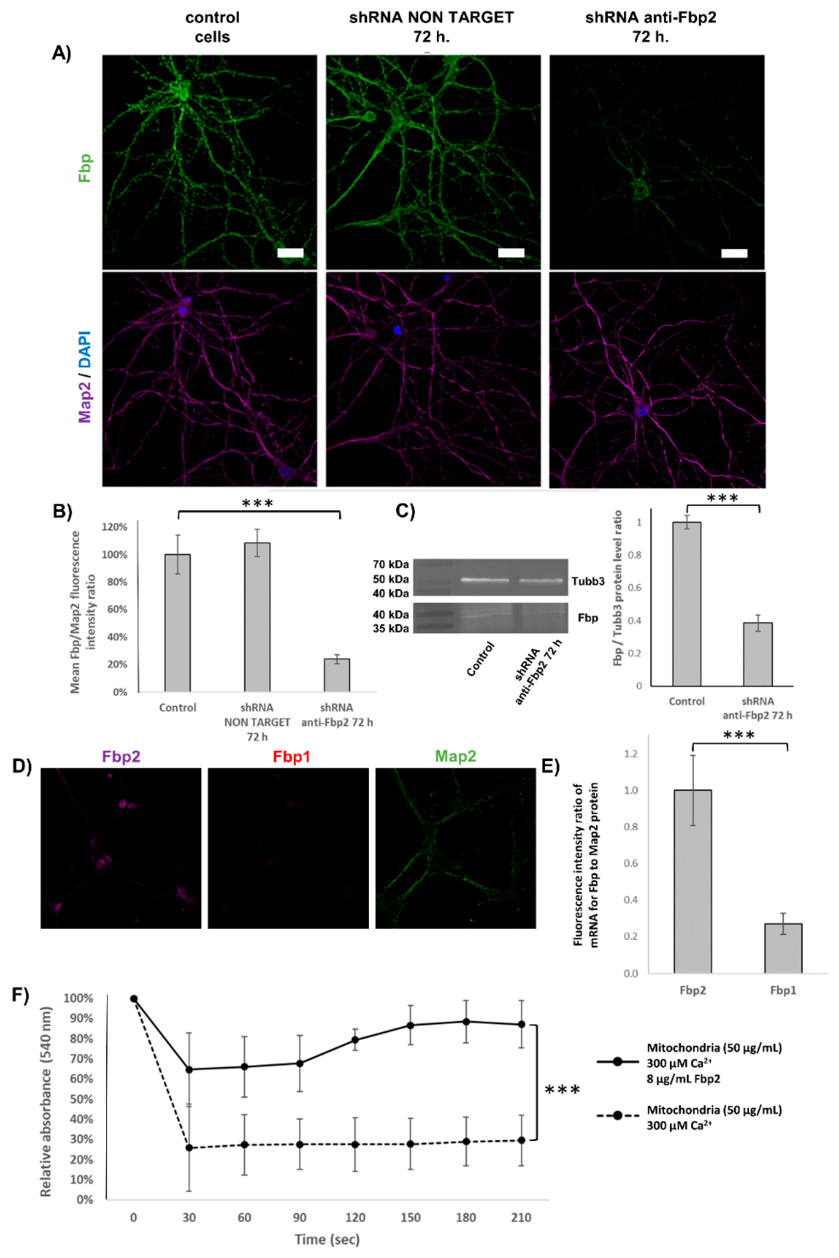 Cells 09 01375 g001 Cells 09 01375 g001